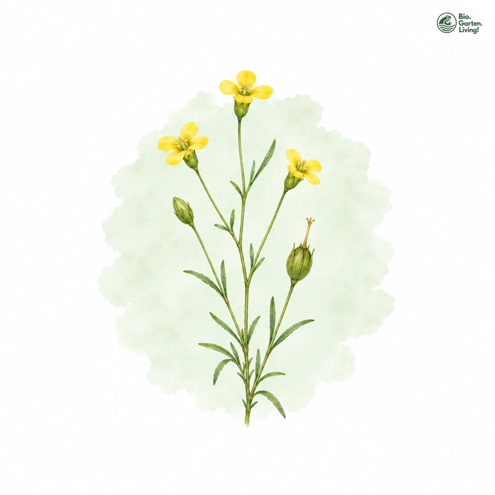 Aquarellzeichnung: Heide-Zindelkraut (Cicendia filiformis)