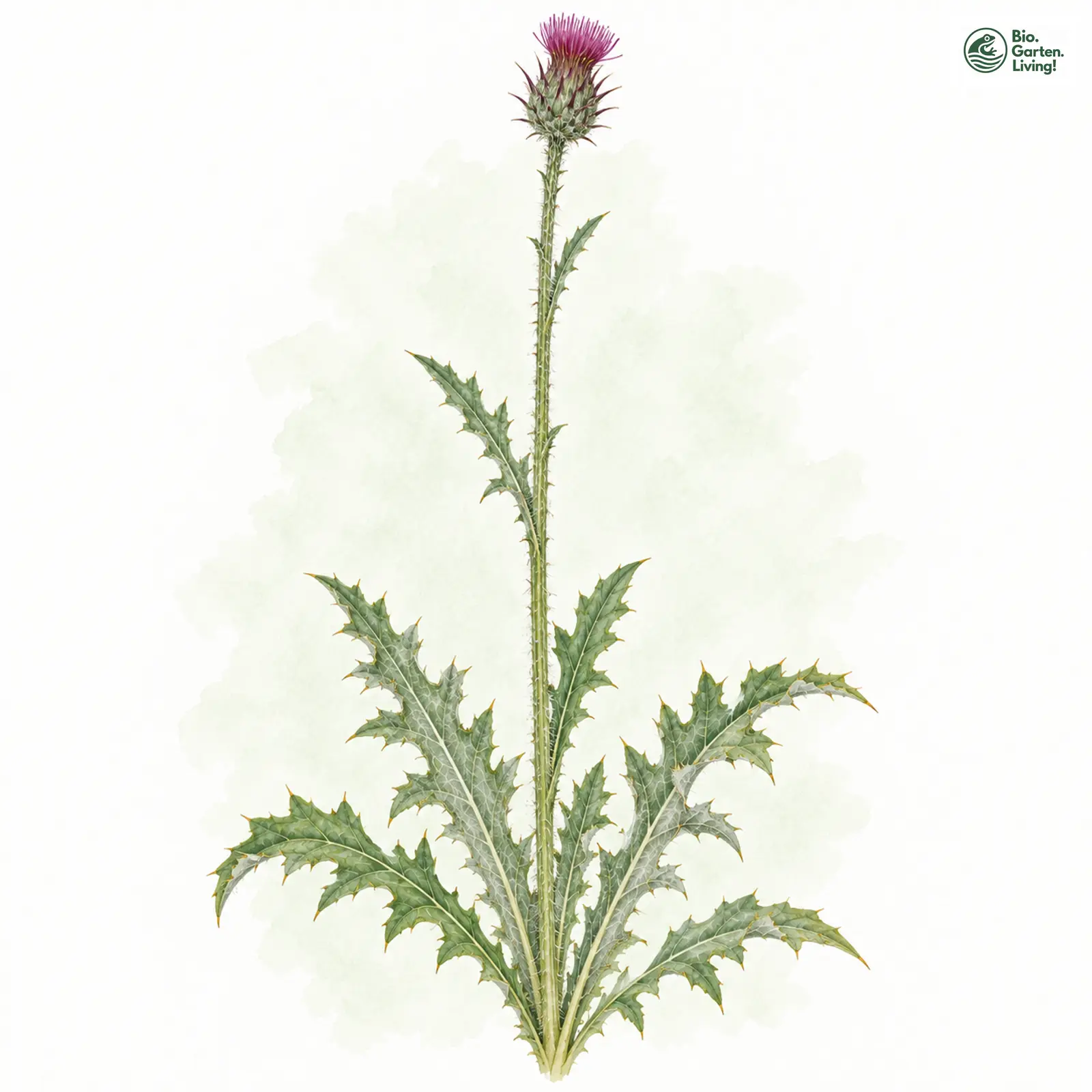 Aquarellzeichnung: Englische Kratzdistel (Cirsium dissectum)