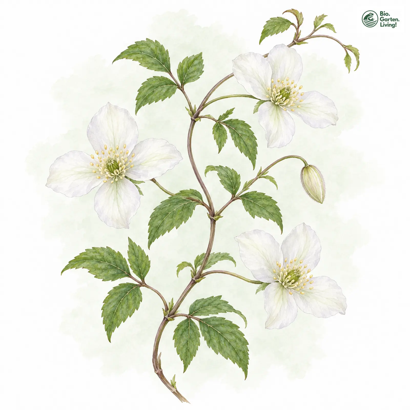 Aquarellzeichnung: Berg-Waldrebe (Clematis montana)