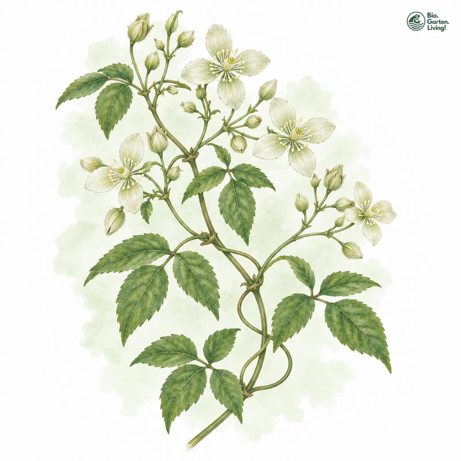 Aquarellzeichnung: Gewöhnliche Waldrebe (Clematis vitalba)