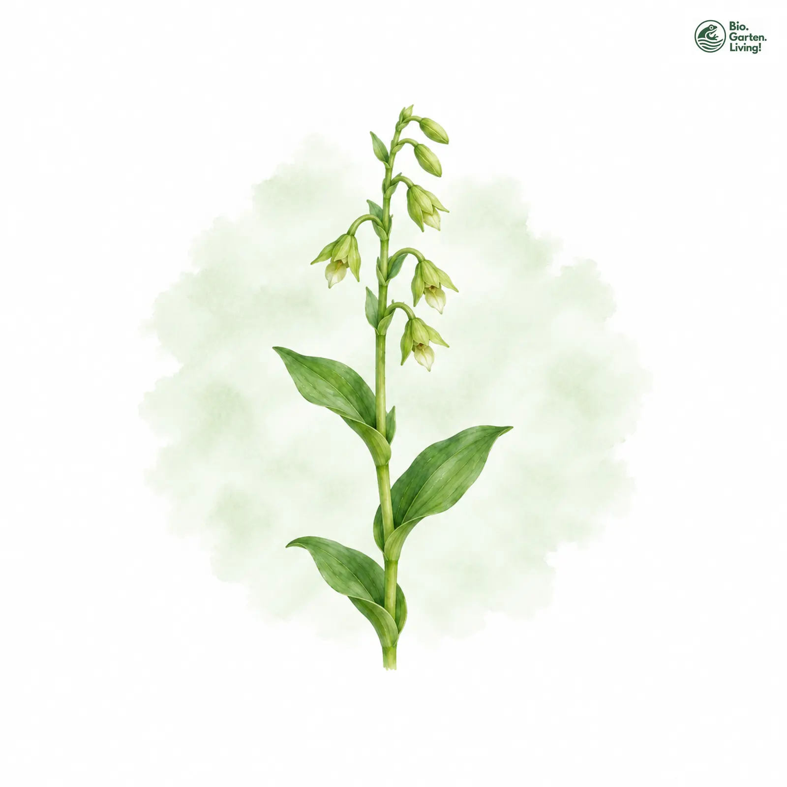 Aquarellzeichnung: Grüne Hohlzunge (Coeloglossum viride)
