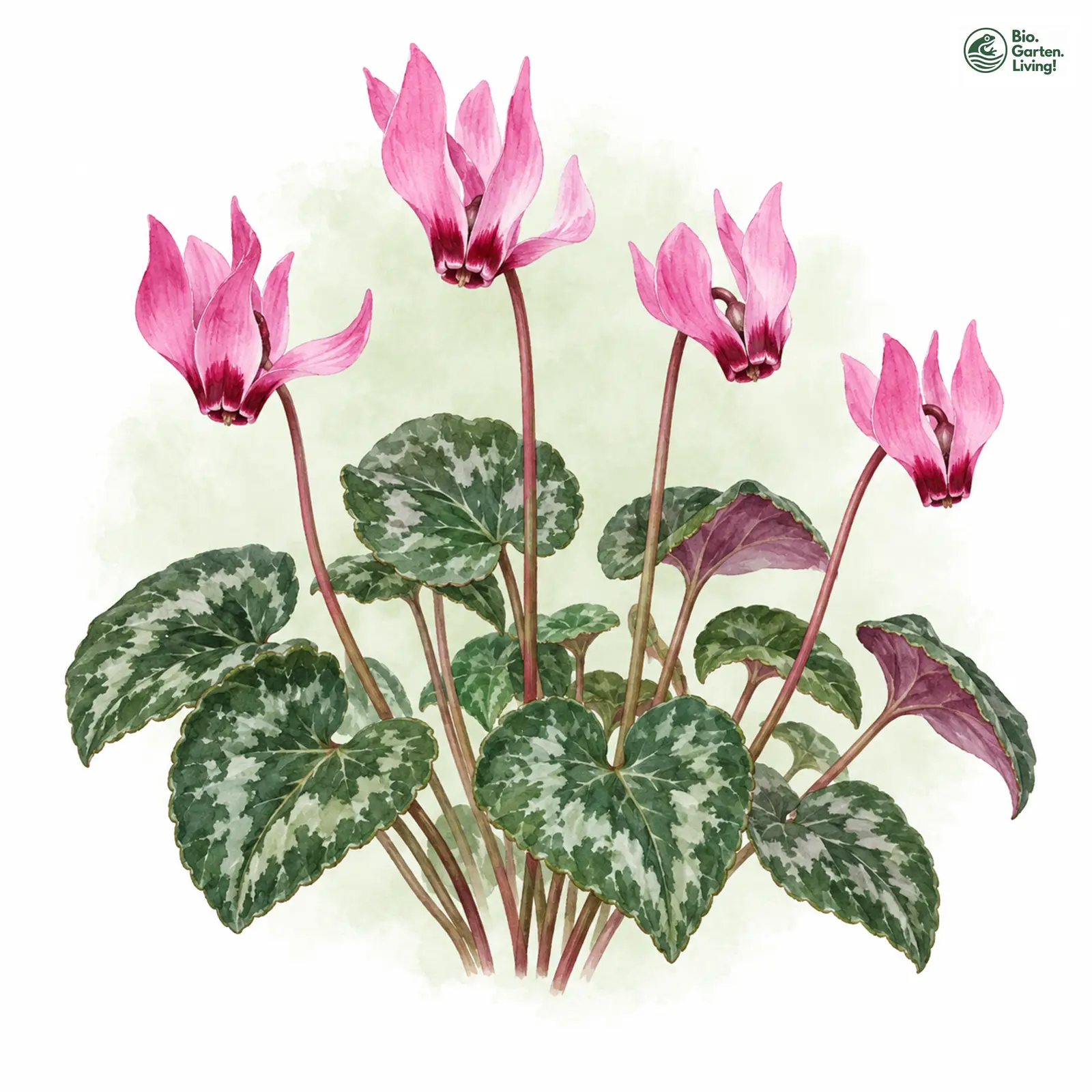 Aquarellzeichnung: Wildes Alpenveilchen (Cyclamen purpurascens)