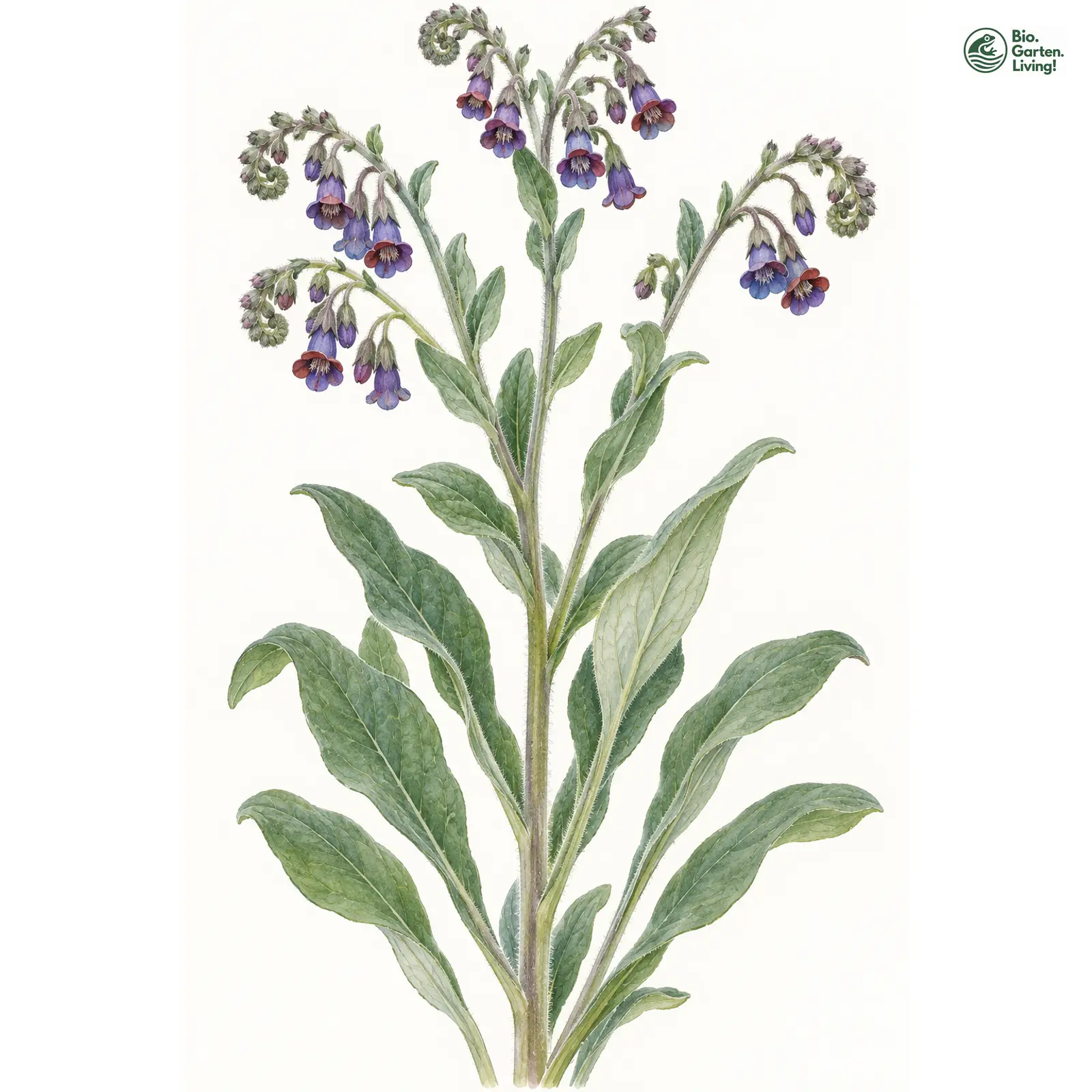 Aquarellzeichnung: Deutsche Hundszunge (Cynoglossum germanicum)