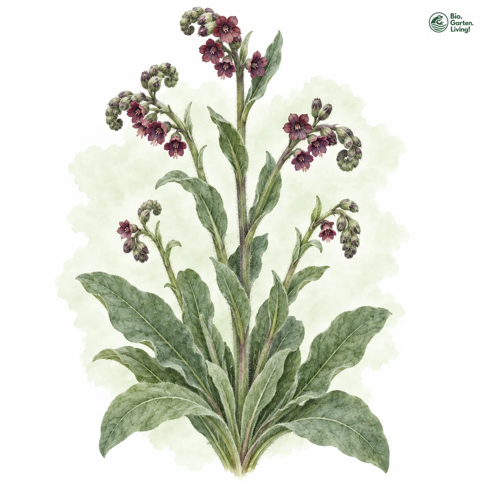 Aquarellzeichnung: Echte Hundszunge (Cynoglossum officinale)