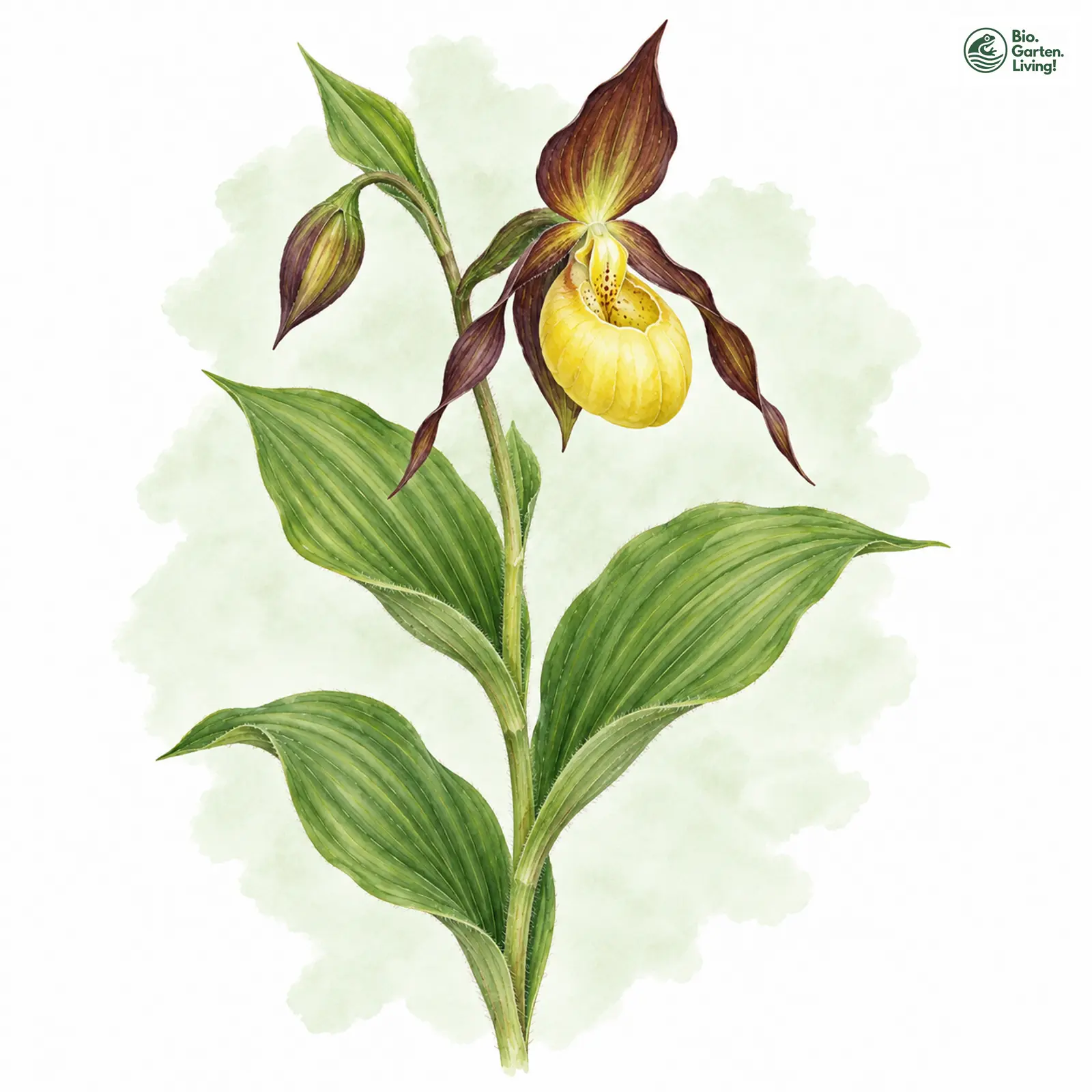 Aquarellzeichnung: Frauenschuh (Cypripedium calceolus)