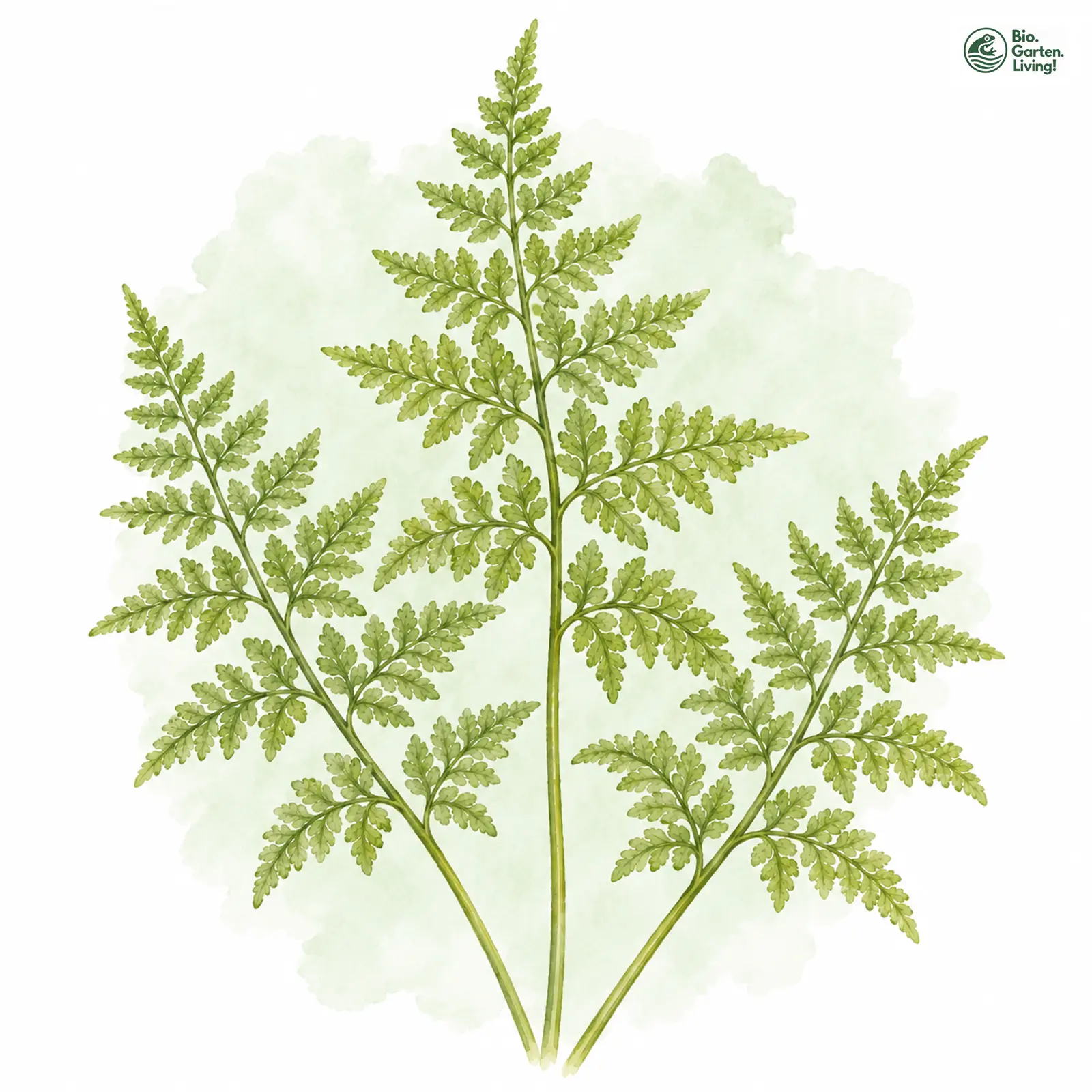 Aquarellzeichnung: Sudeten-Blasenfarn (Cystopteris sudetica)
