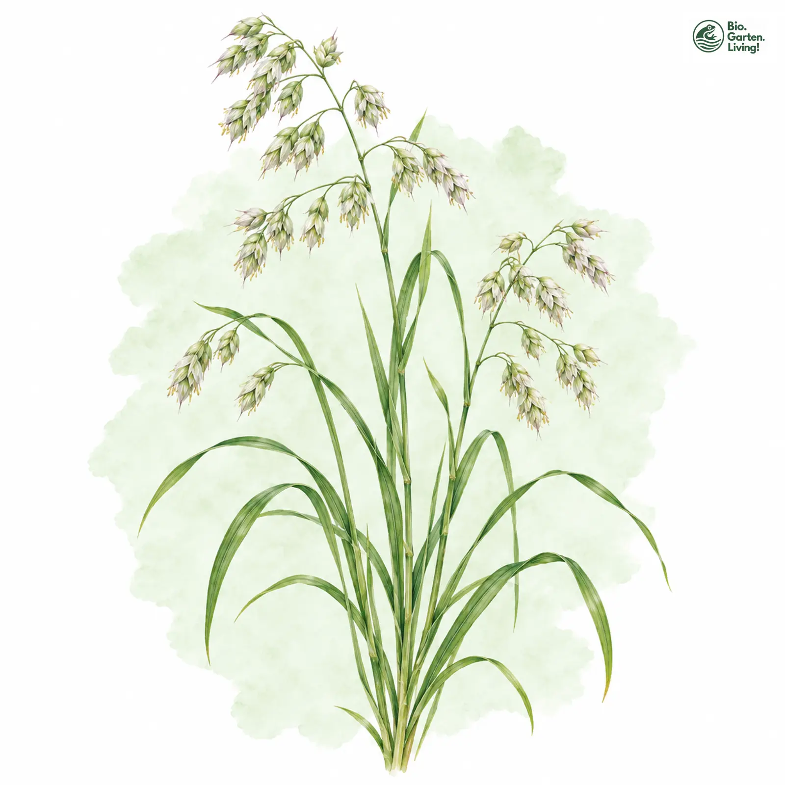 Aquarellzeichnung: Wald-Knaulgras (Dactylis polygama)
