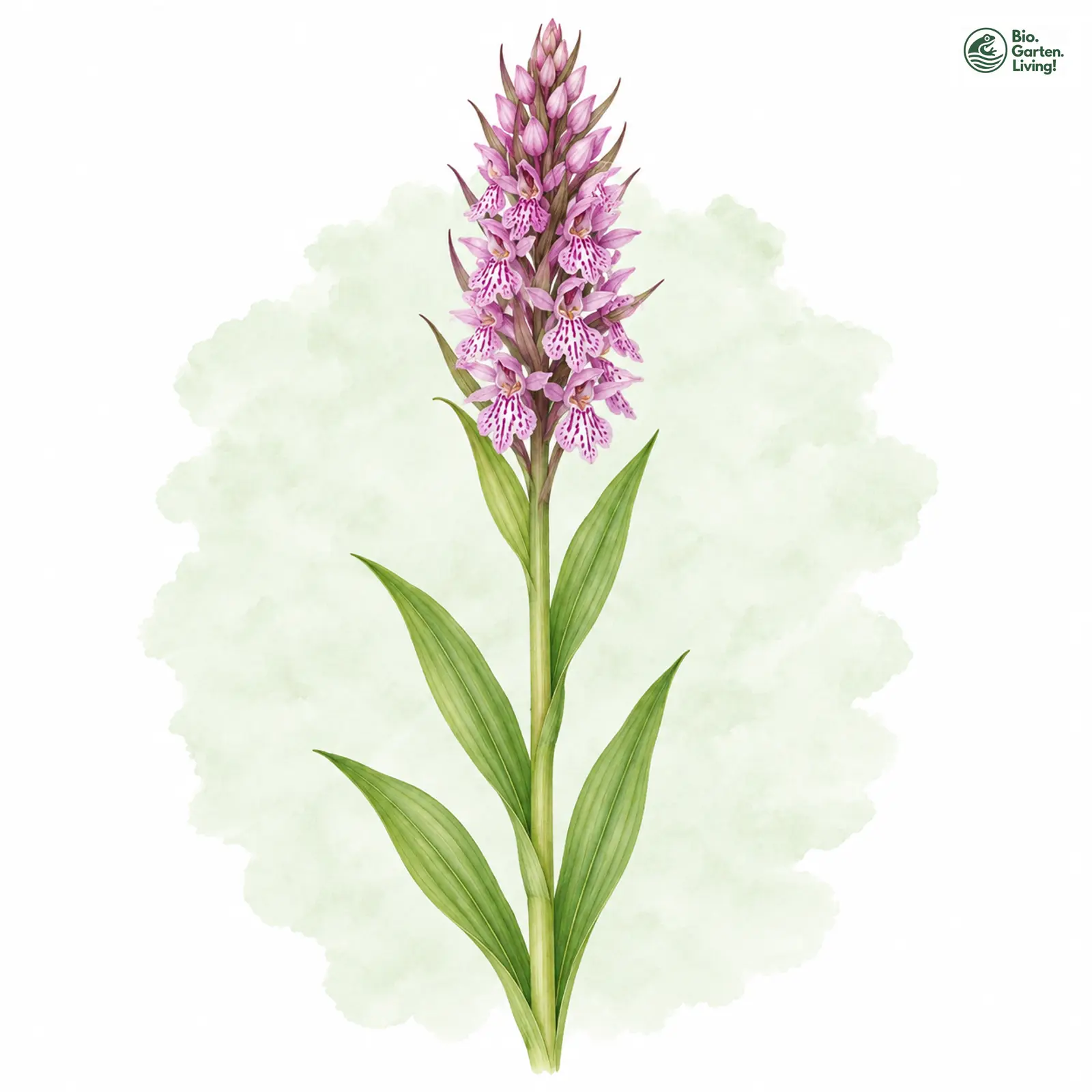 Aquarellzeichnung: Steifblättrige Fingerwurz (Dactylorhiza incarnata (im engeren Sinne))