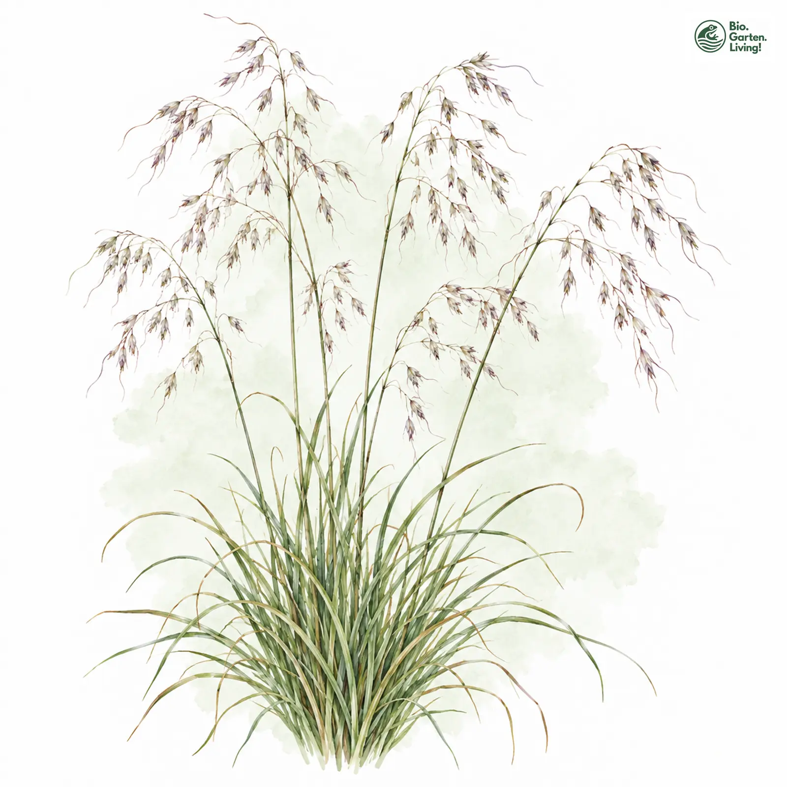 Aquarellzeichnung: Draht-Schmiele (Deschampsia flexuosa)