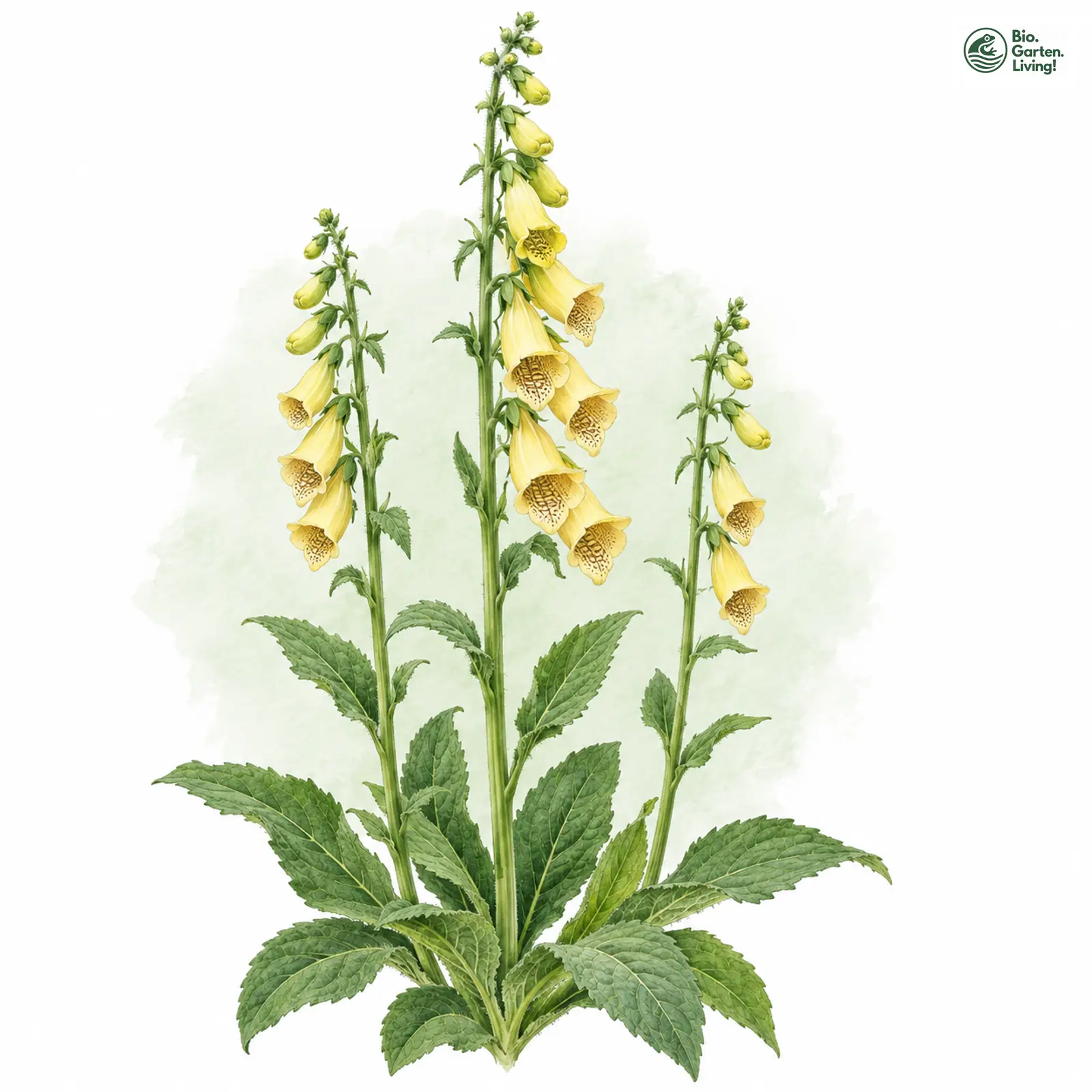 Aquarellzeichnung: Großblütiger Fingerhut (Digitalis grandiflora)
