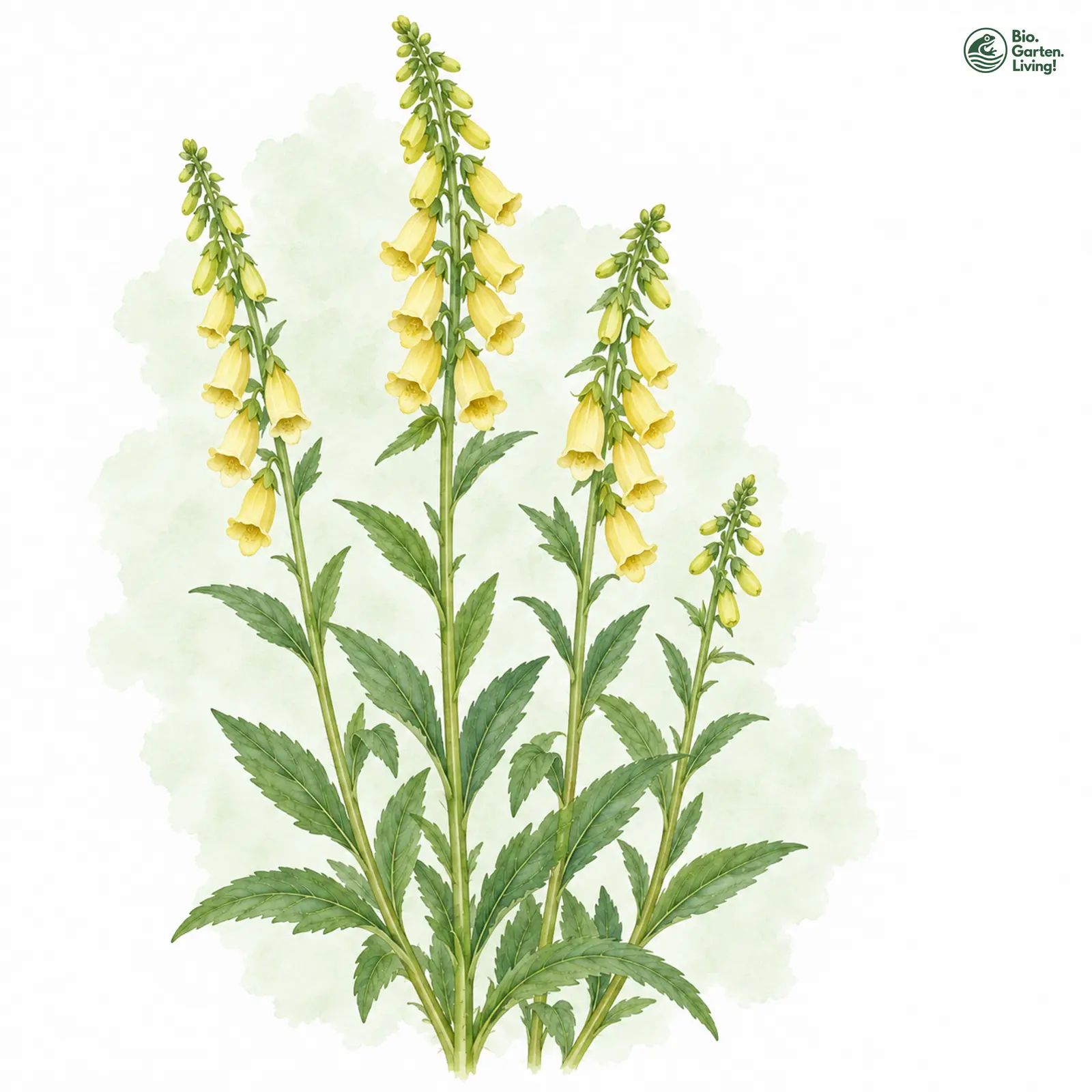 Aquarellzeichnung: Gelber Fingerhut (Digitalis lutea)
