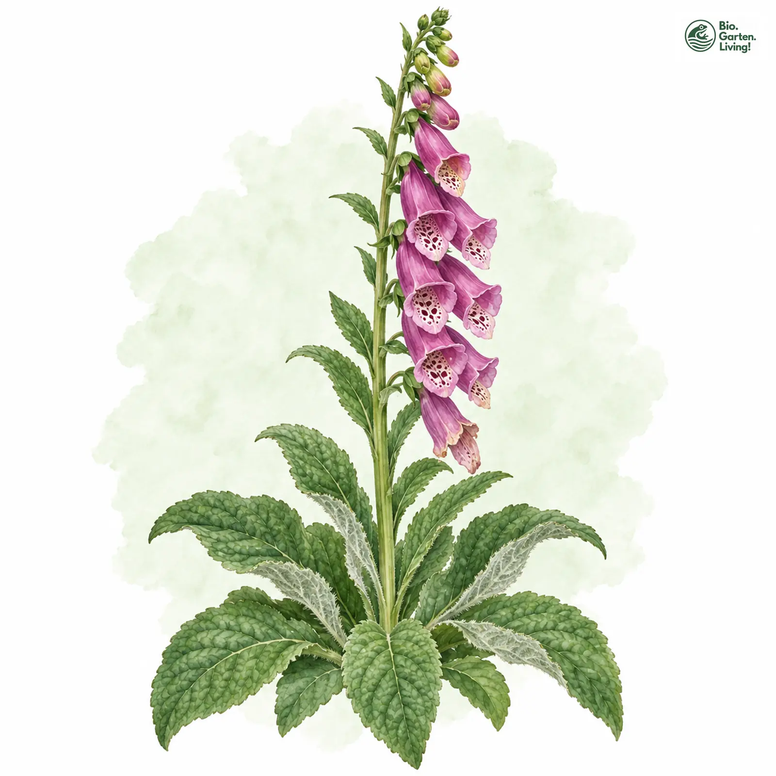 Aquarellzeichnung: Roter Fingerhut (Digitalis purpurea)