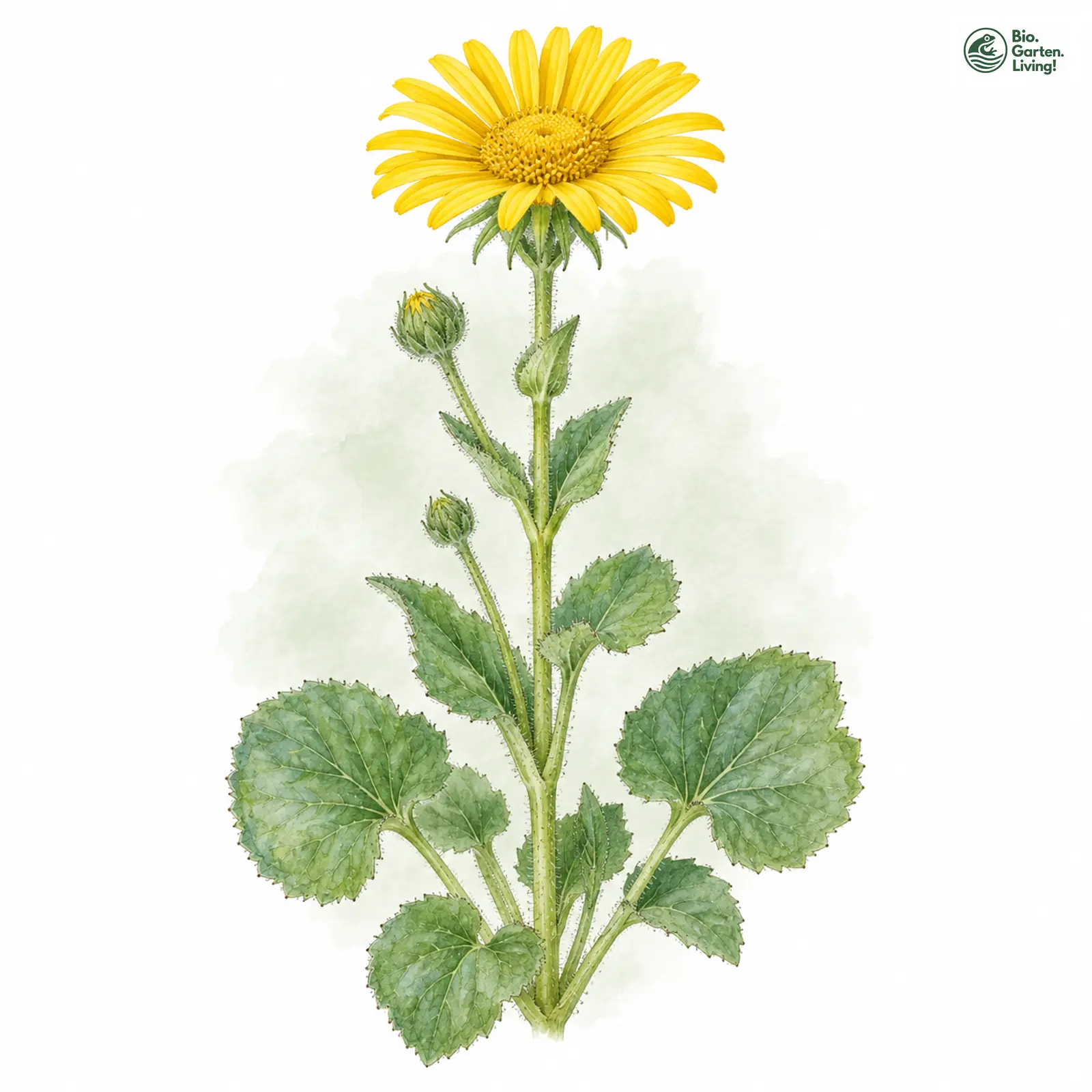 Aquarellzeichnung: Großblütige Gämswurz (Doronicum grandiflorum)