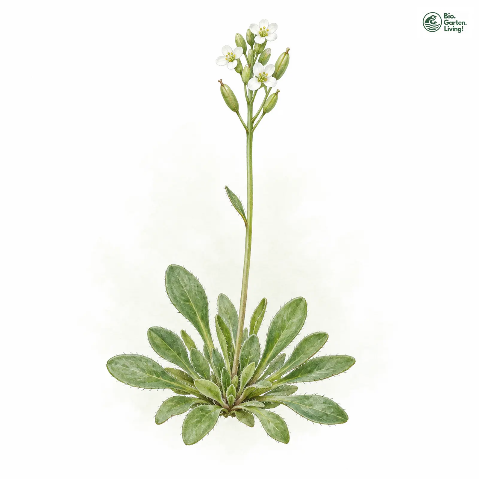 Aquarellzeichnung: Flattnitzer Felsenblümchen (Draba fladnizensis)