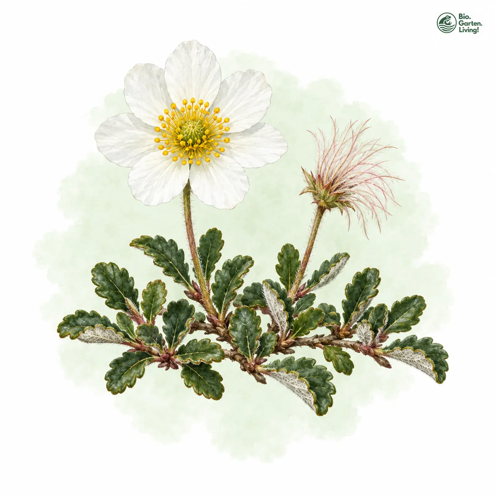 Aquarellzeichnung: Silberwurz (Dryas octopetala)