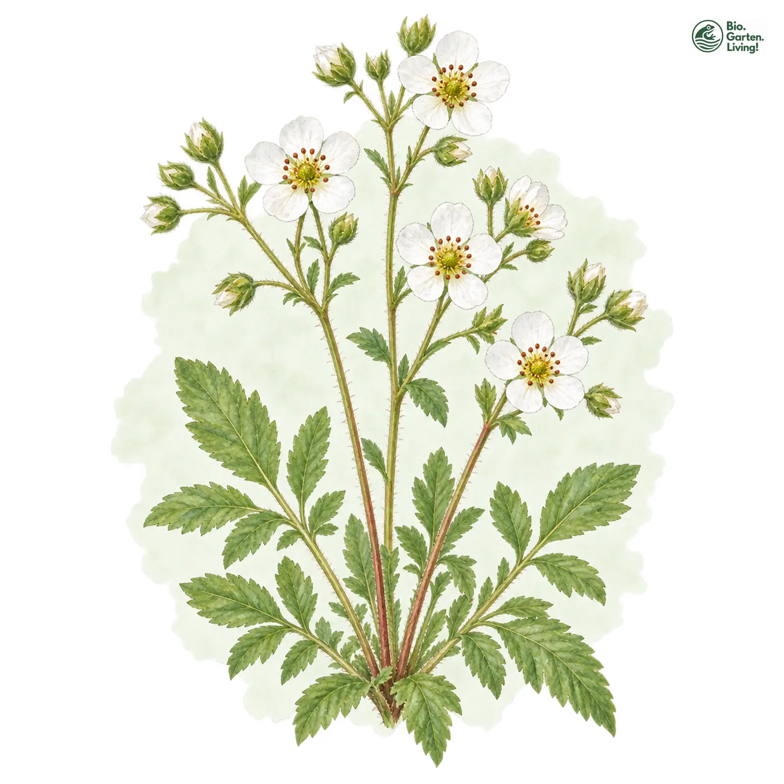 Aquarellzeichnung: Gewöhnliches Steinfingerkraut (Drymocallis rupestris)