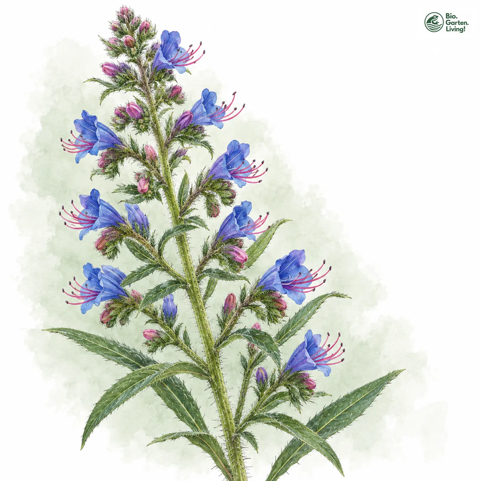 Aquarellzeichnung: Gewöhnlicher Natternkopf (Echium vulgare)