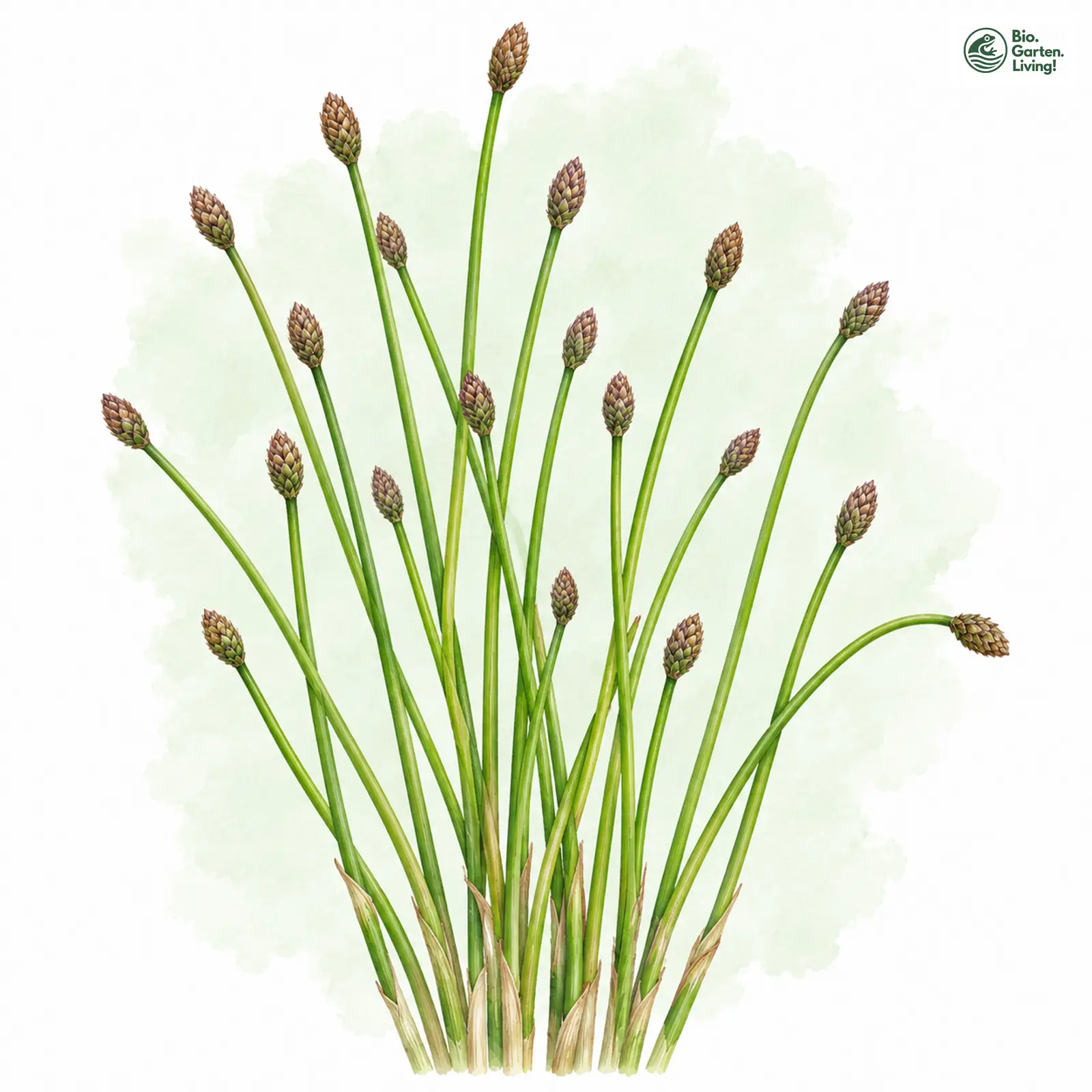 Aquarellzeichnung: Ei-Sumpfsimse (Eleocharis ovata)