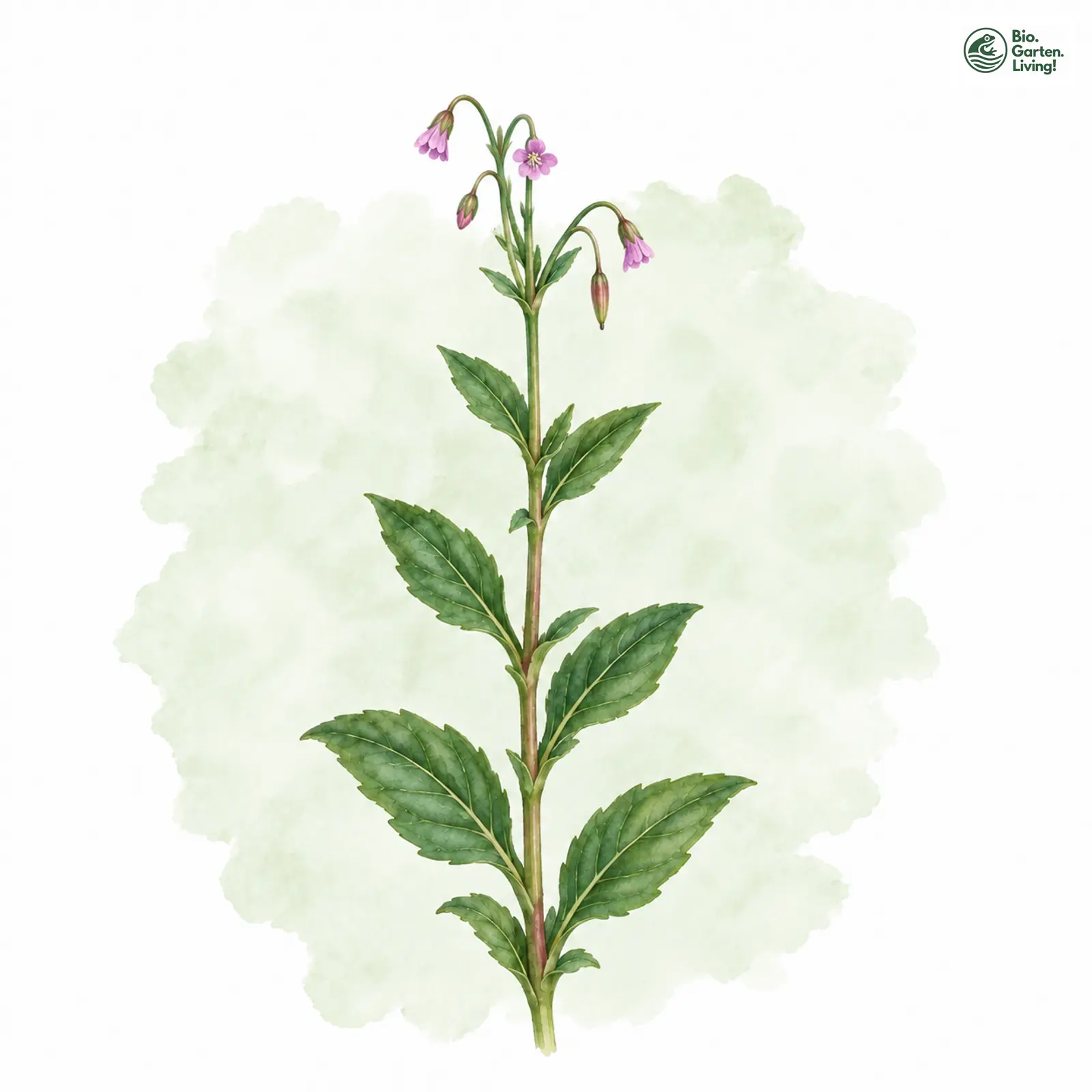 Aquarellzeichnung: Mieren-Weidenröschen (Epilobium alsinifolium)
