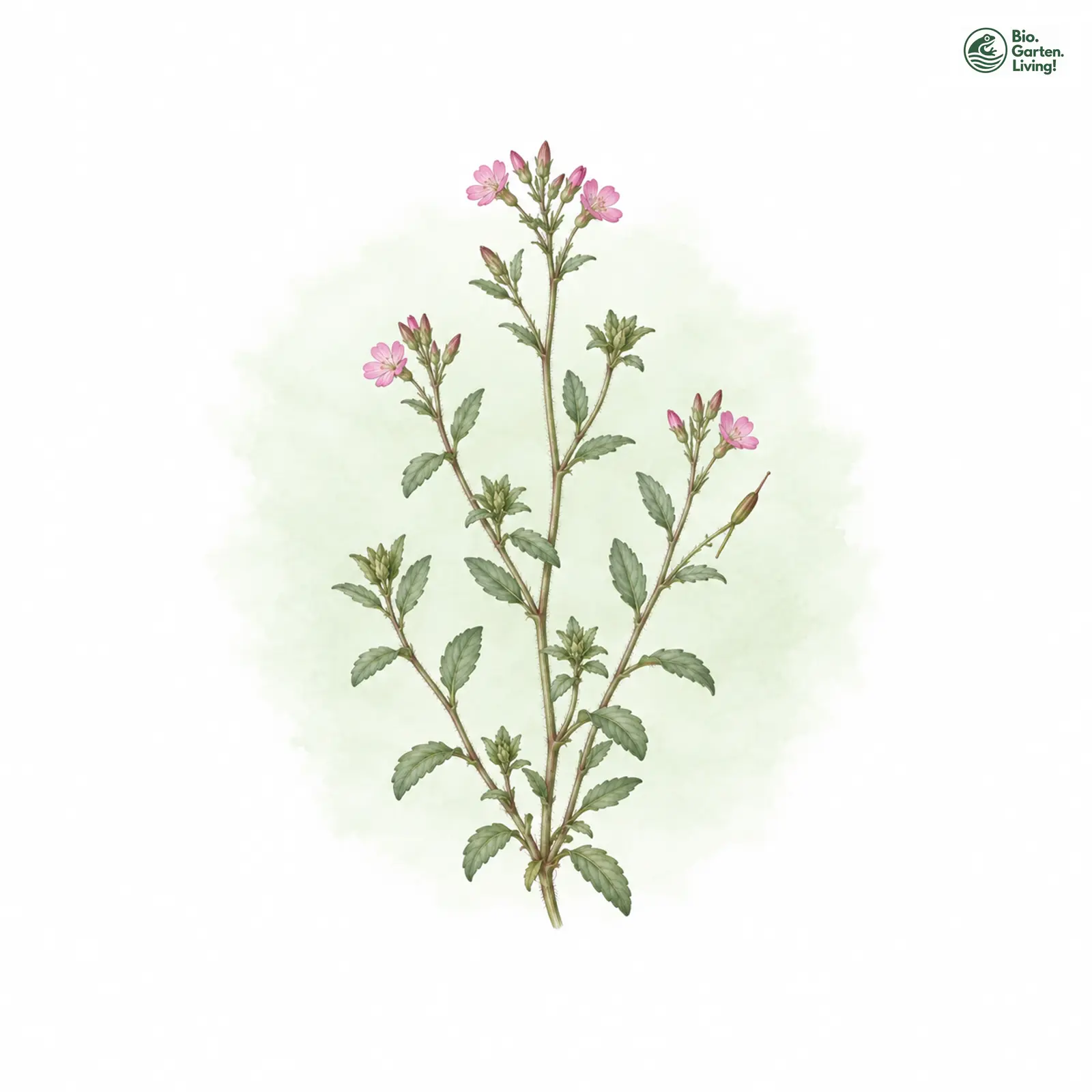 Aquarellzeichnung: Hügel-Weidenröschen (Epilobium collinum)