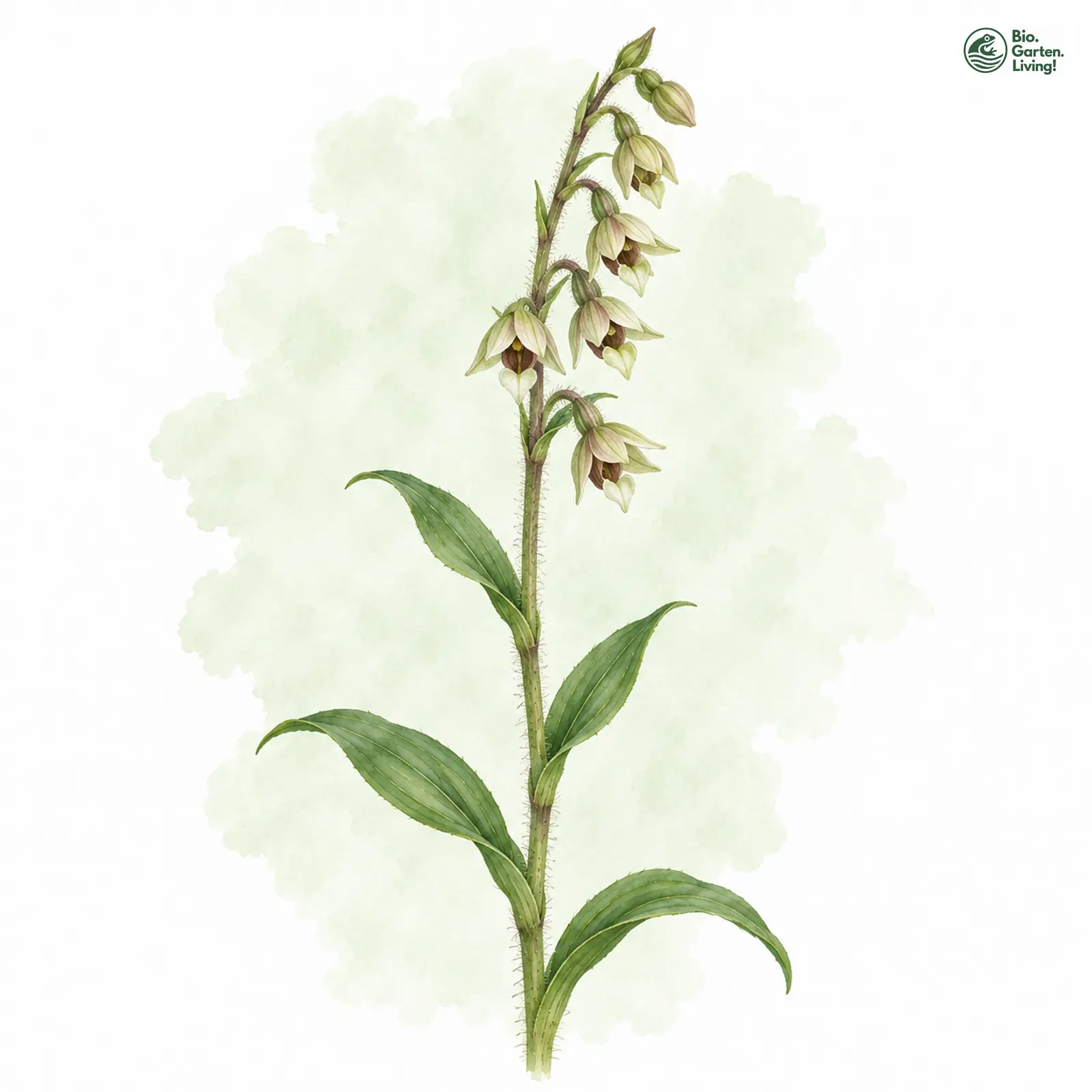 Aquarellzeichnung: Elbe-Ständelwurz (Epipactis albensis)