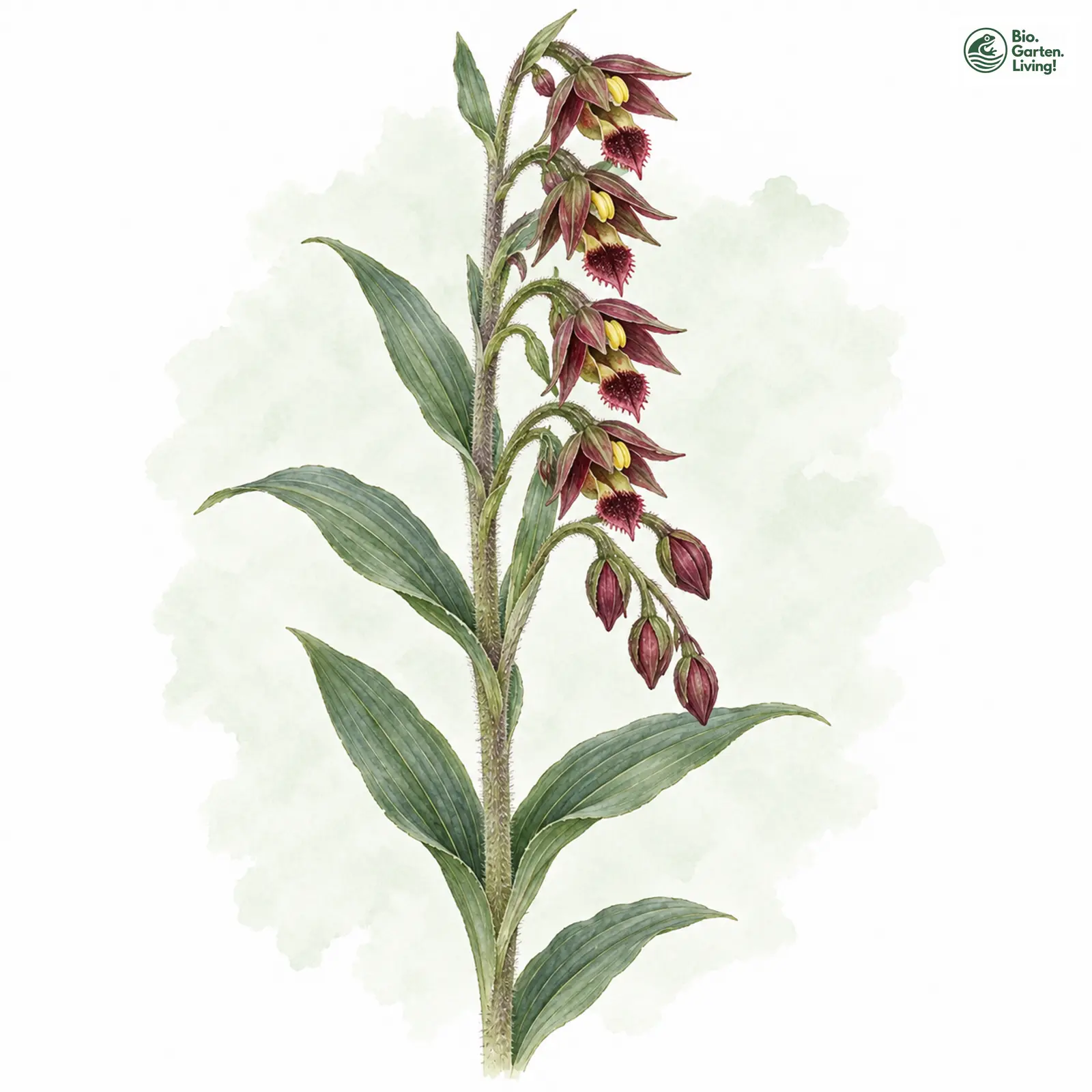 Aquarellzeichnung: Braunrote Ständelwurz (Epipactis atrorubens)