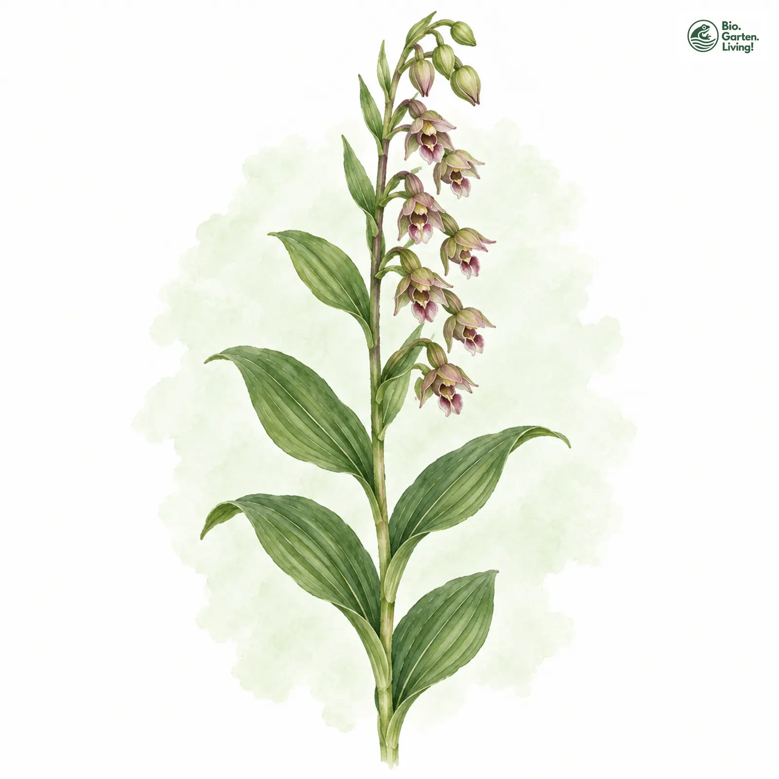 Aquarellzeichnung: Breitblättrige Ständelwurz (Epipactis helleborine (im engeren Sinne))