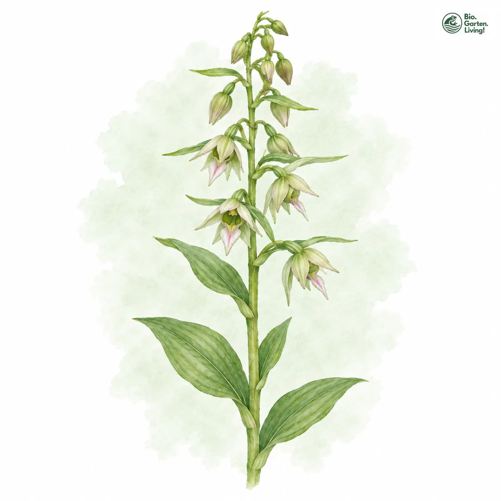 Aquarellzeichnung: Schmallippige Ständelwurz (Epipactis leptochila (im engeren Sinne))