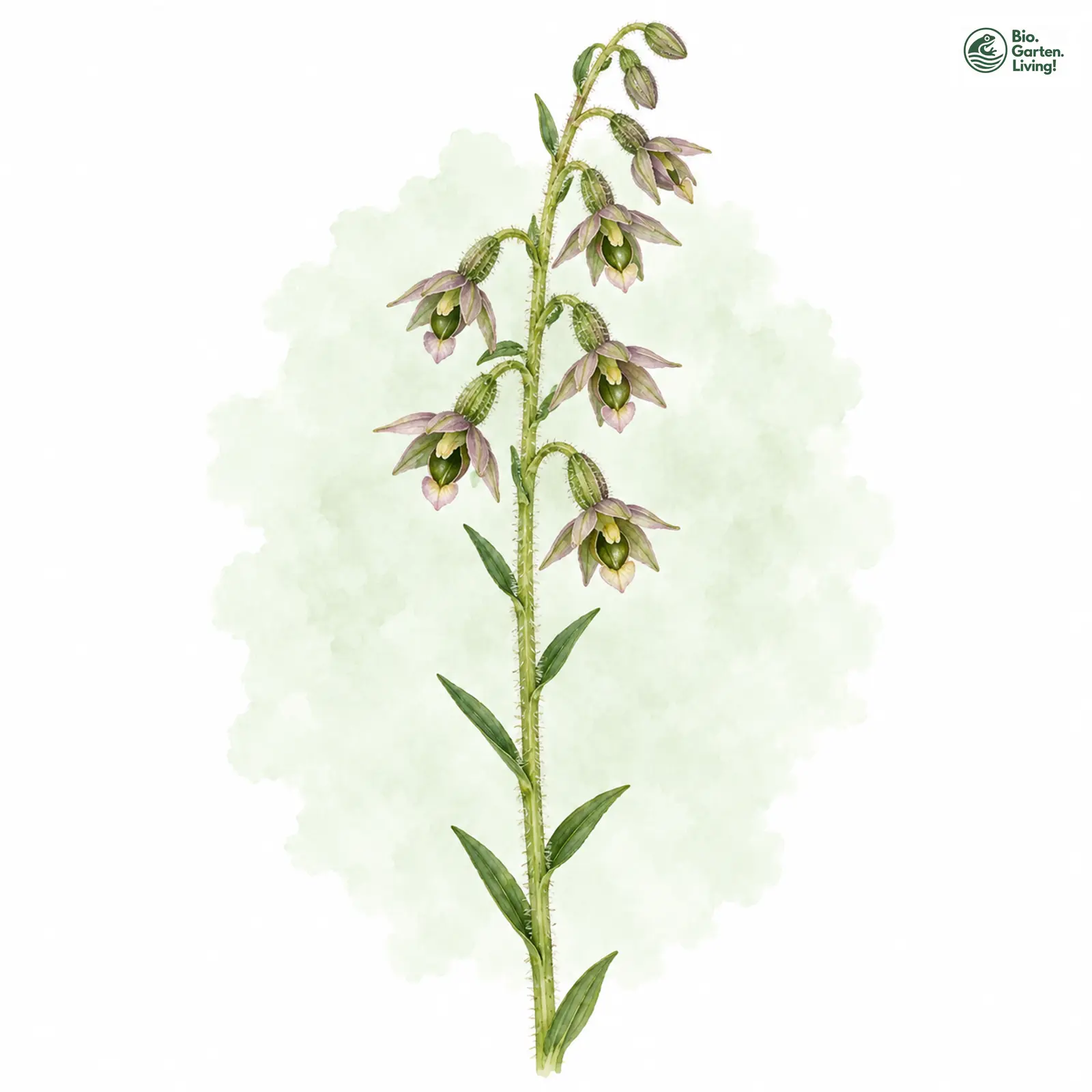 Aquarellzeichnung: Kleinblättrige Ständelwurz (Epipactis microphylla)