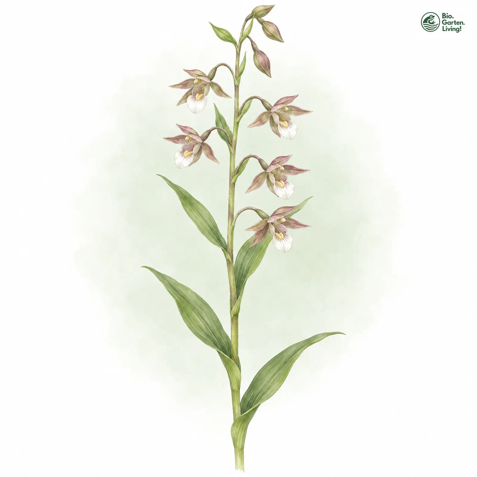 Aquarellzeichnung: Sumpf-Ständelwurz (Epipactis palustris)