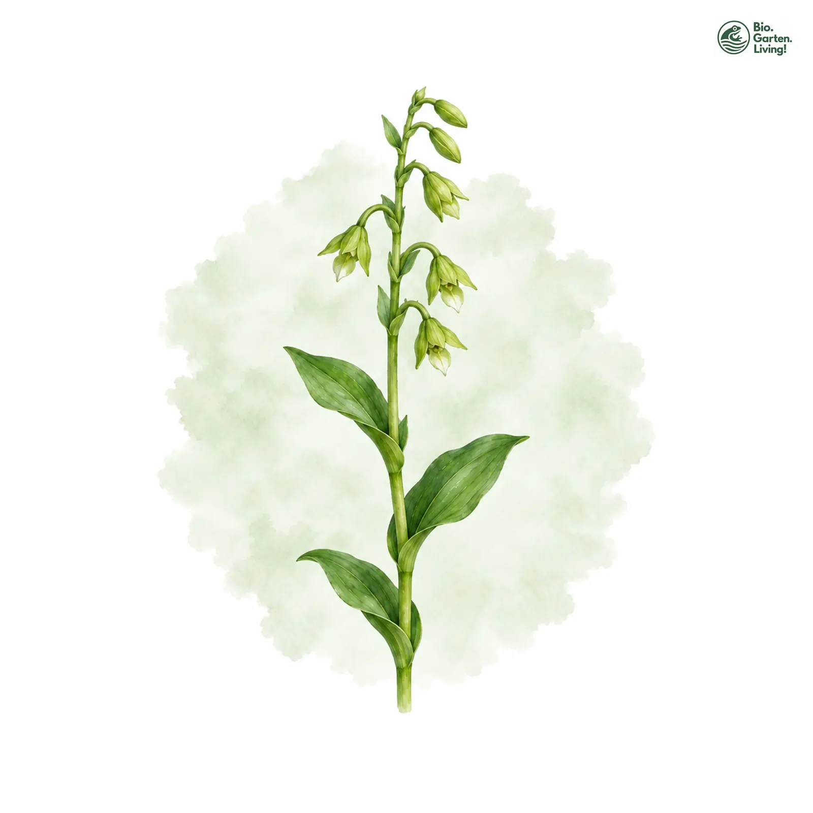 Aquarellzeichnung: Grünblütige Ständelwurz (Epipactis phyllanthes)
