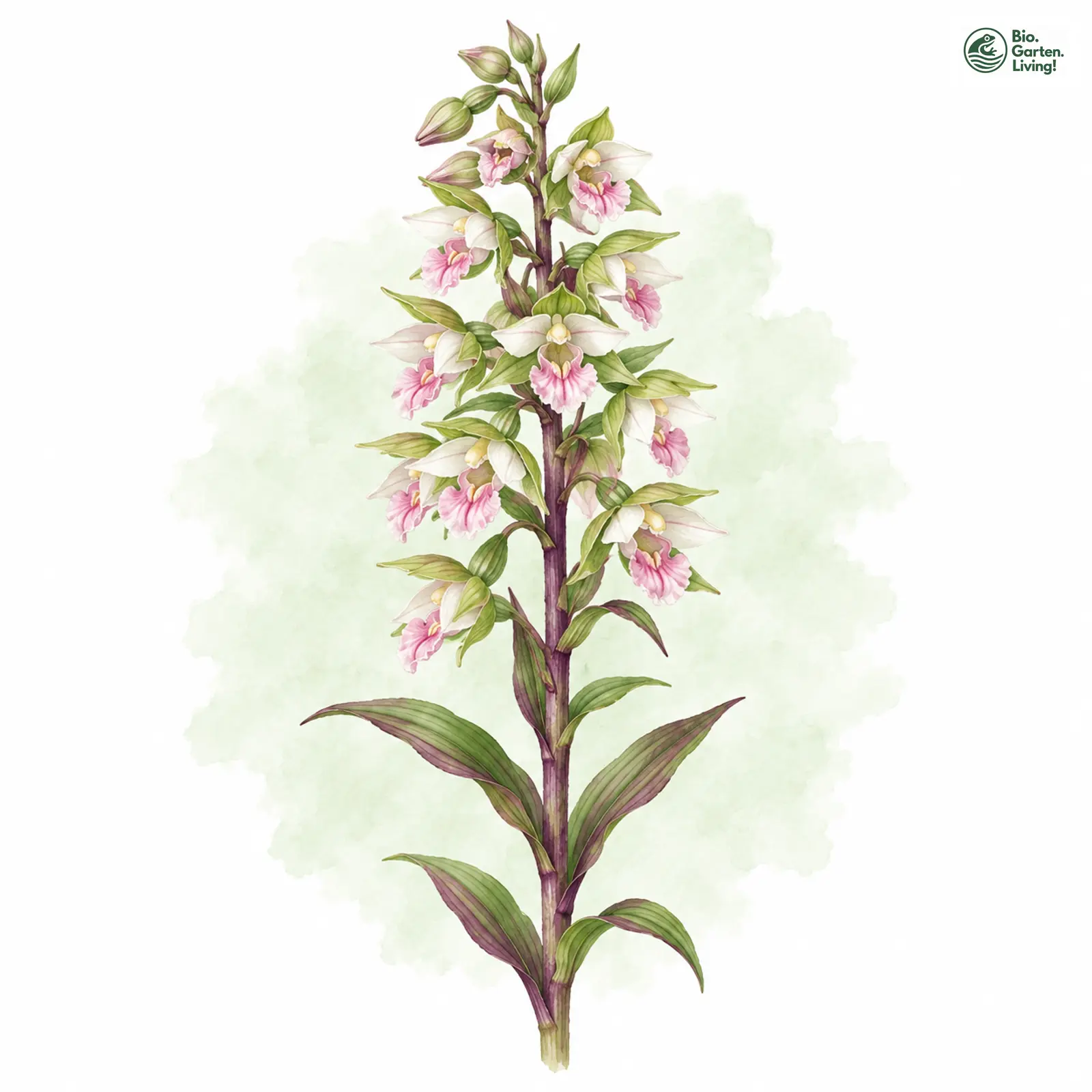 Aquarellzeichnung: Violette Ständelwurz (Epipactis purpurata)