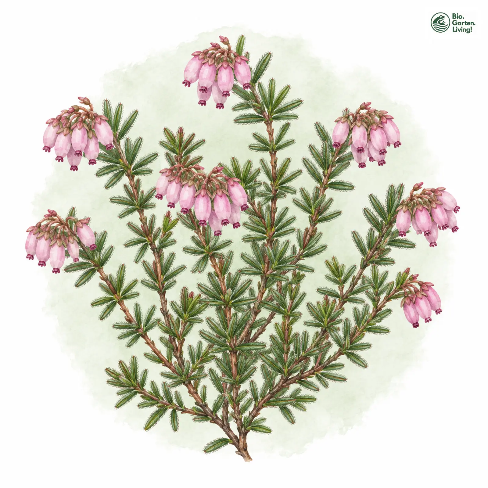 Aquarellzeichnung: Glocken-Heide (Erica tetralix)