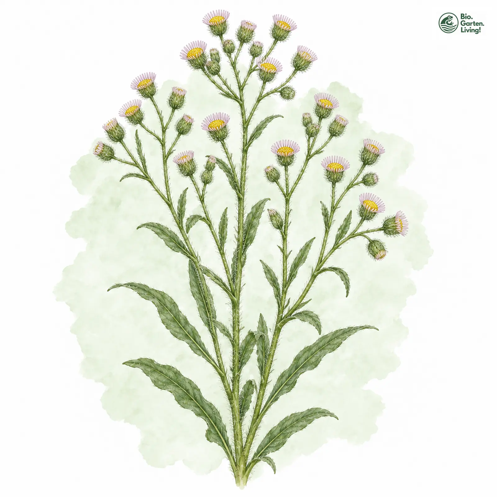 Aquarellzeichnung: Scharfes Berufkraut (I. E. S.) (Erigeron acris (im engeren Sinne))