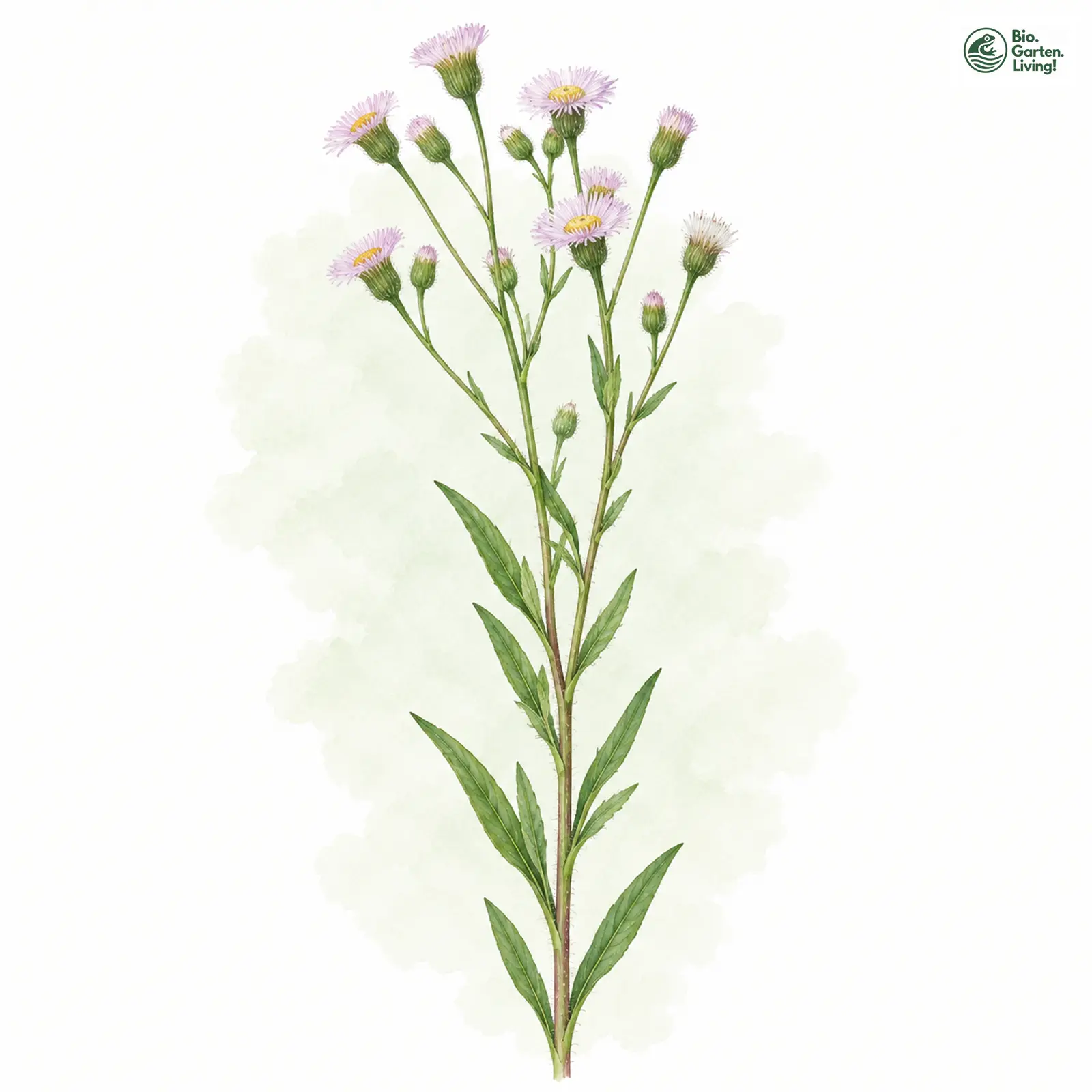 Aquarellzeichnung: Droebach-Berufkraut (Erigeron droebachiensis)
