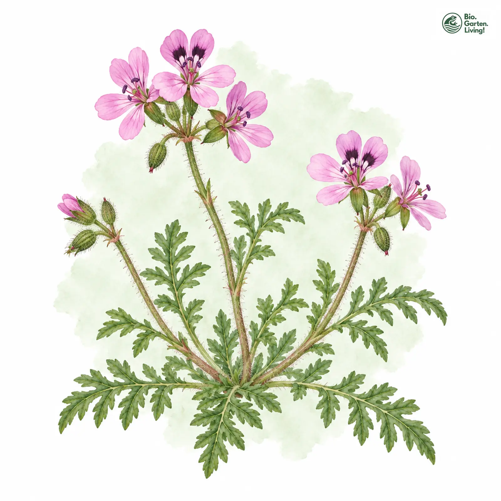 Aquarellzeichnung: Gewöhnlicher Reiherschnabel (Erodium cicutarium (im engeren Sinne))