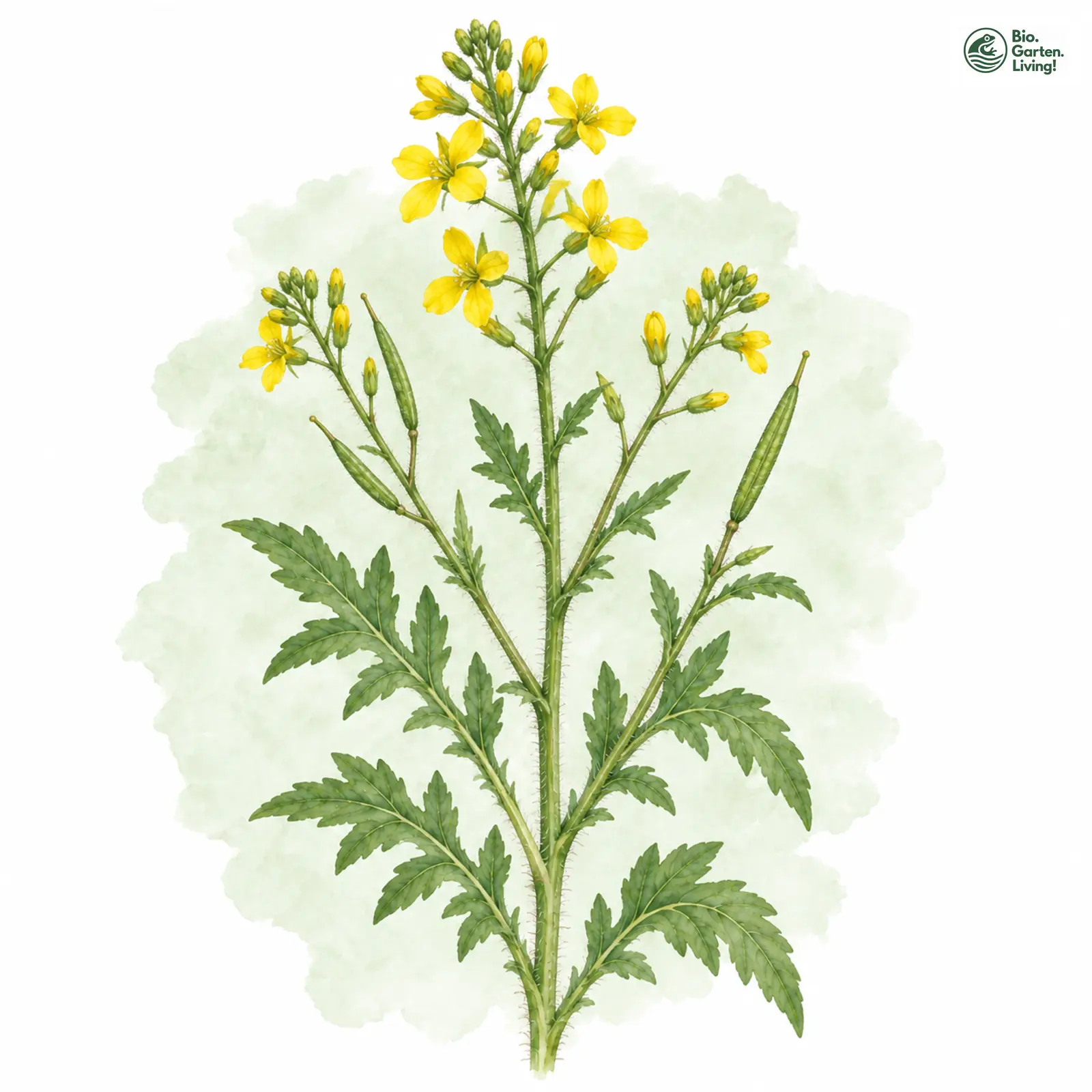 Aquarellzeichnung: Stumpfkantige Hundsrauke (Erucastrum nasturtiifolium)