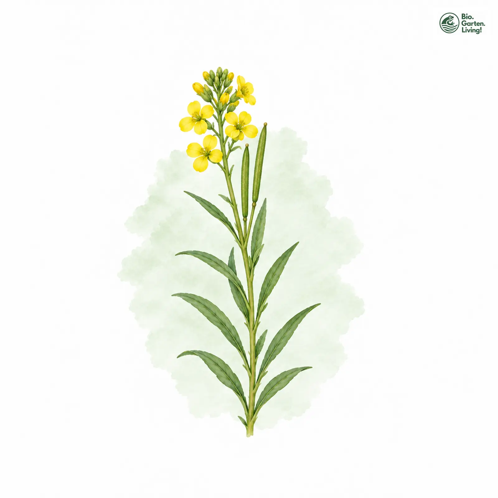 Aquarellzeichnung: Harter Schöterich (Erysimum marschallianum)