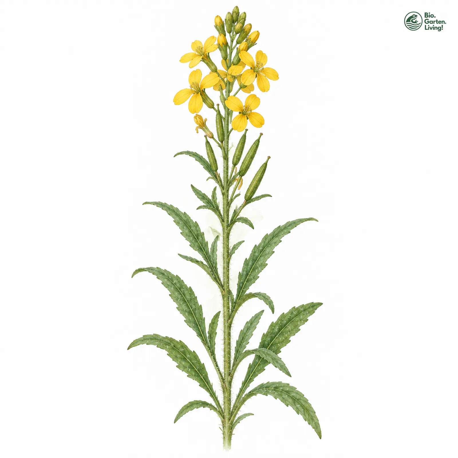 Aquarellzeichnung: Duft-Schöterich (Erysimum odoratum)