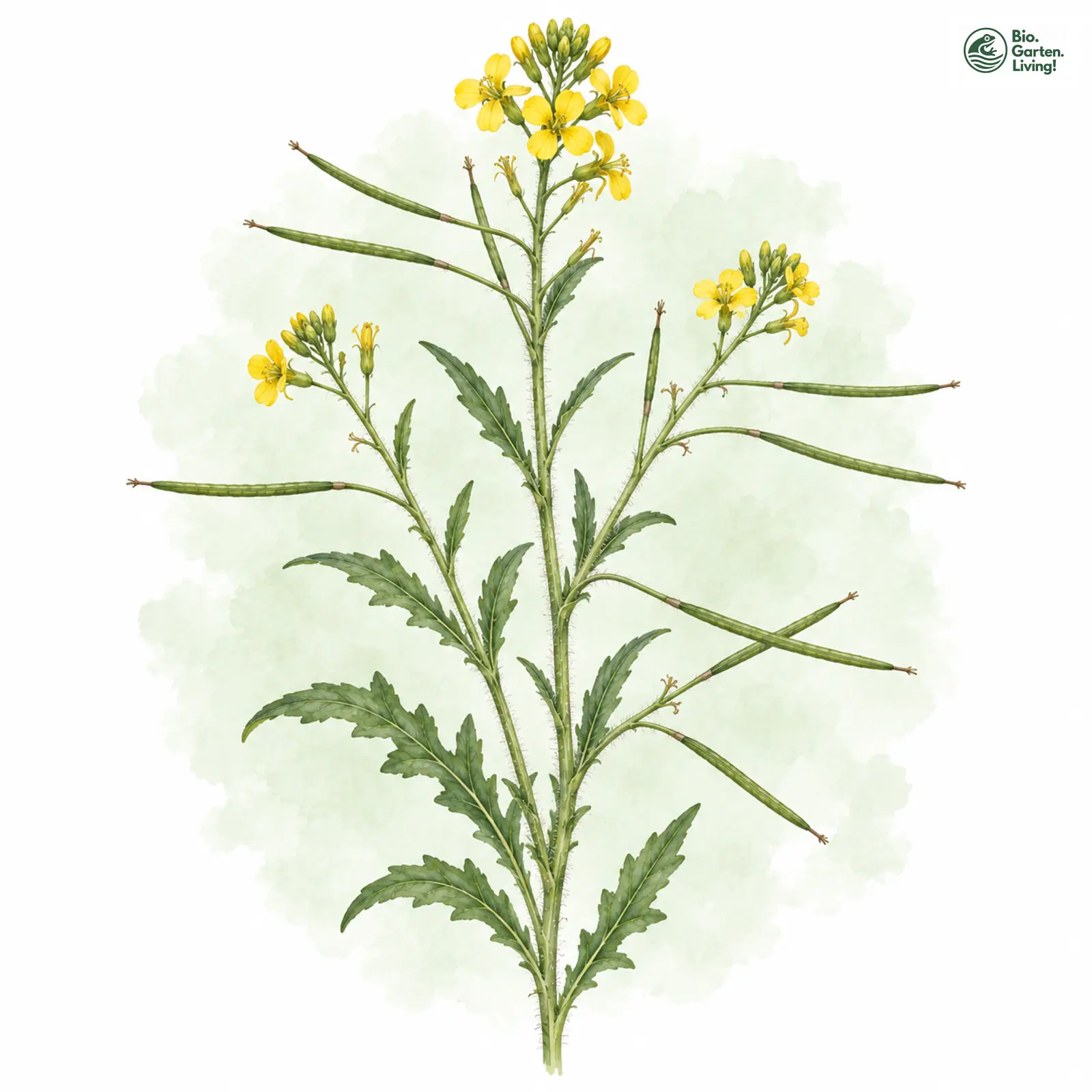 Aquarellzeichnung: Spreiz-Schöterich (Erysimum repandum)