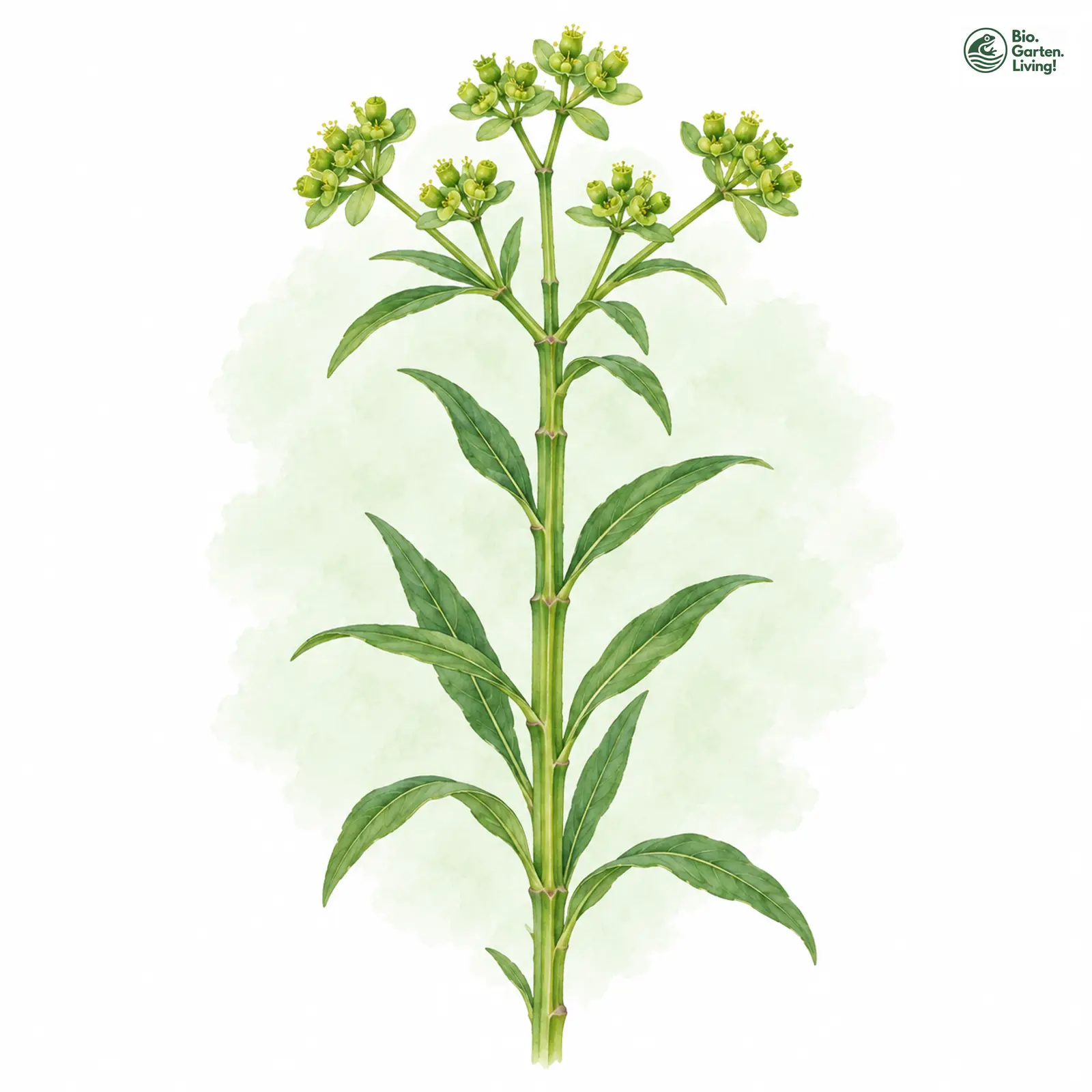 Aquarellzeichnung: Kanten-Wolfsmilch (Euphorbia angulata)