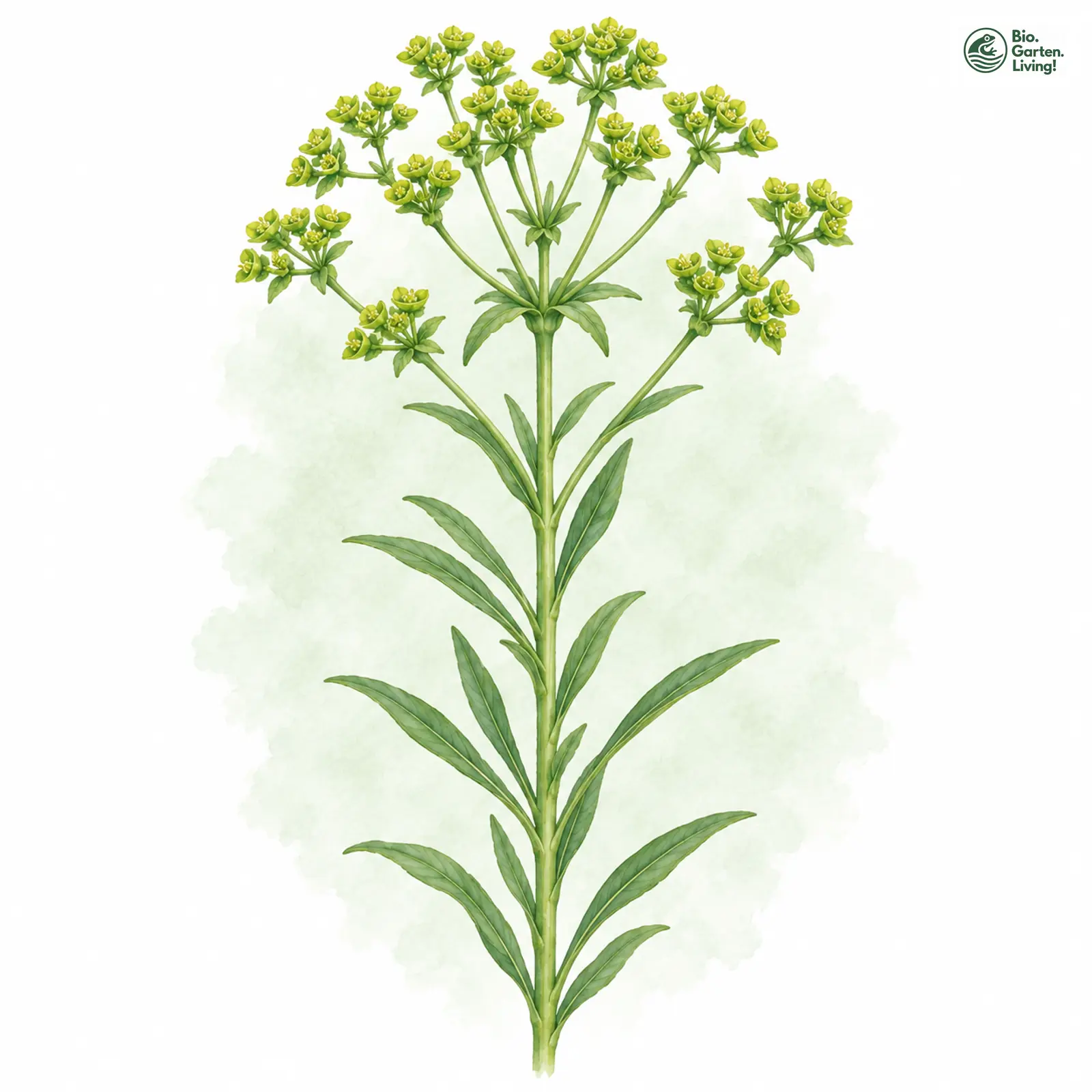 Aquarellzeichnung: Esels-Wolfsmilch (Euphorbia esula (im engeren Sinne))