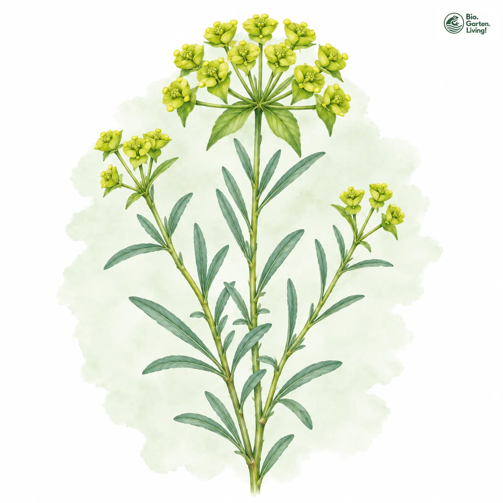 Aquarellzeichnung: Steppen-Wolfsmilch (Euphorbia seguieriana)