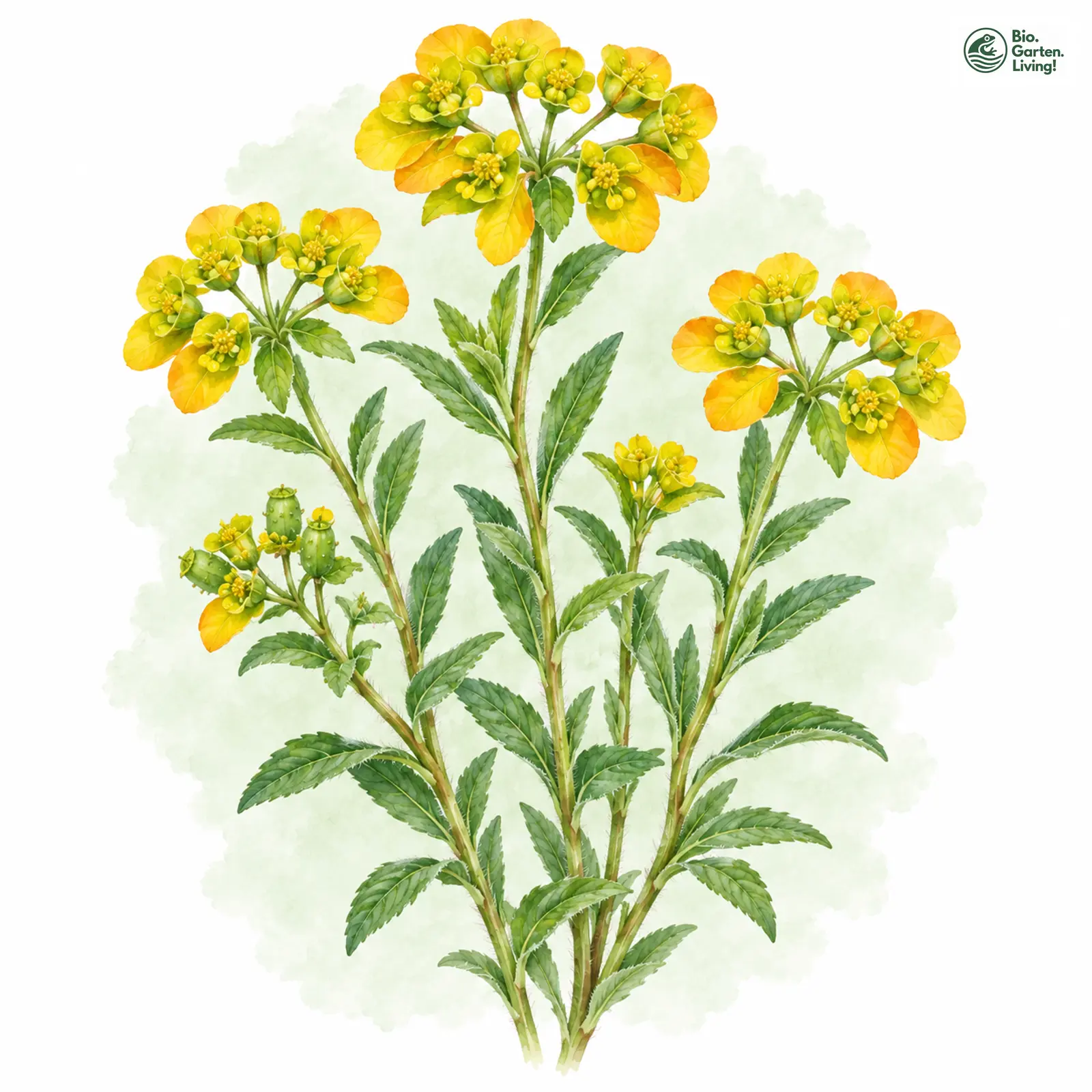 Aquarellzeichnung: Warzen-Wolfsmilch (Euphorbia verrucosa)