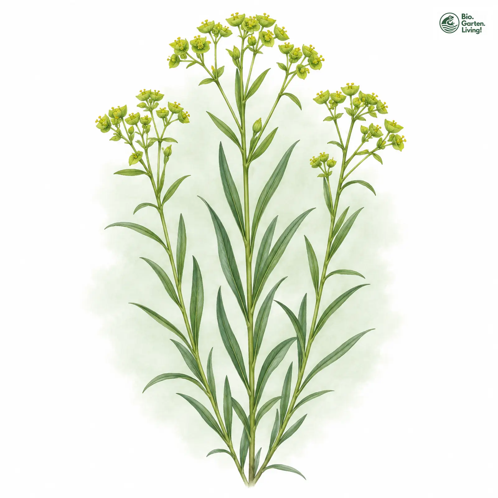 Aquarellzeichnung: Ruten-Wolfsmilch (Euphorbia virgata)