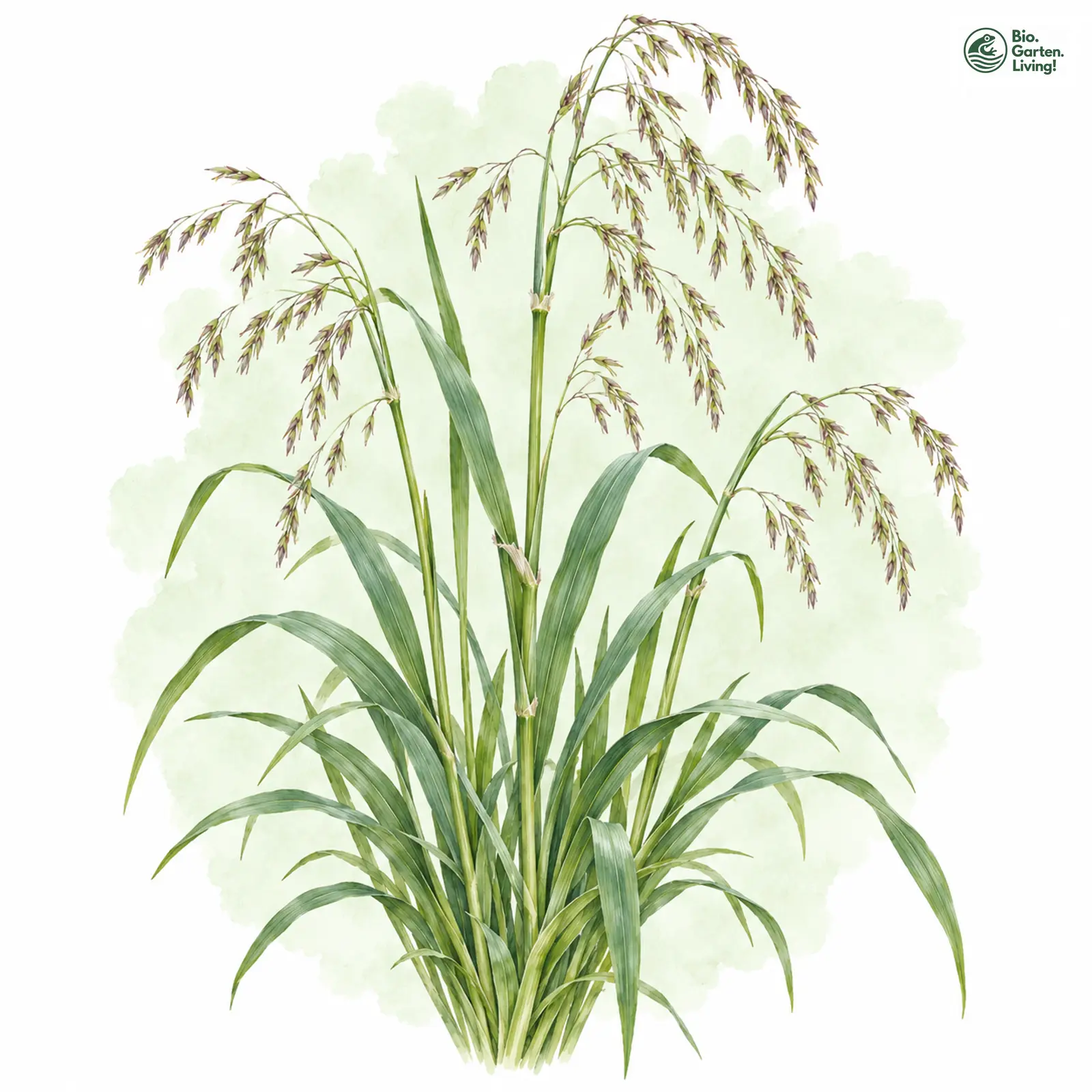 Aquarellzeichnung: Wald-Schwingel (Festuca altissima)