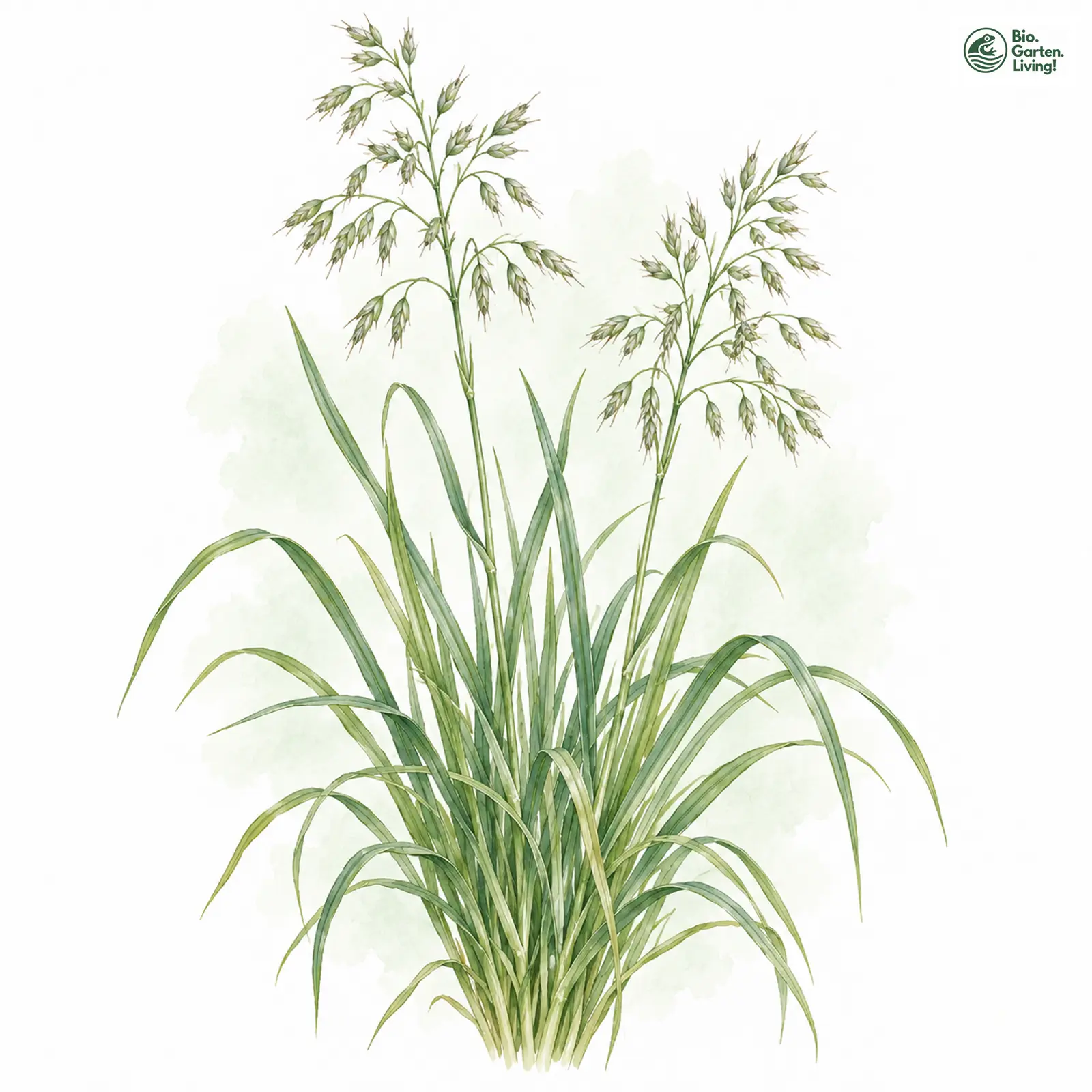 Aquarellzeichnung: Apenninen-Schwingel (Festuca apennina)