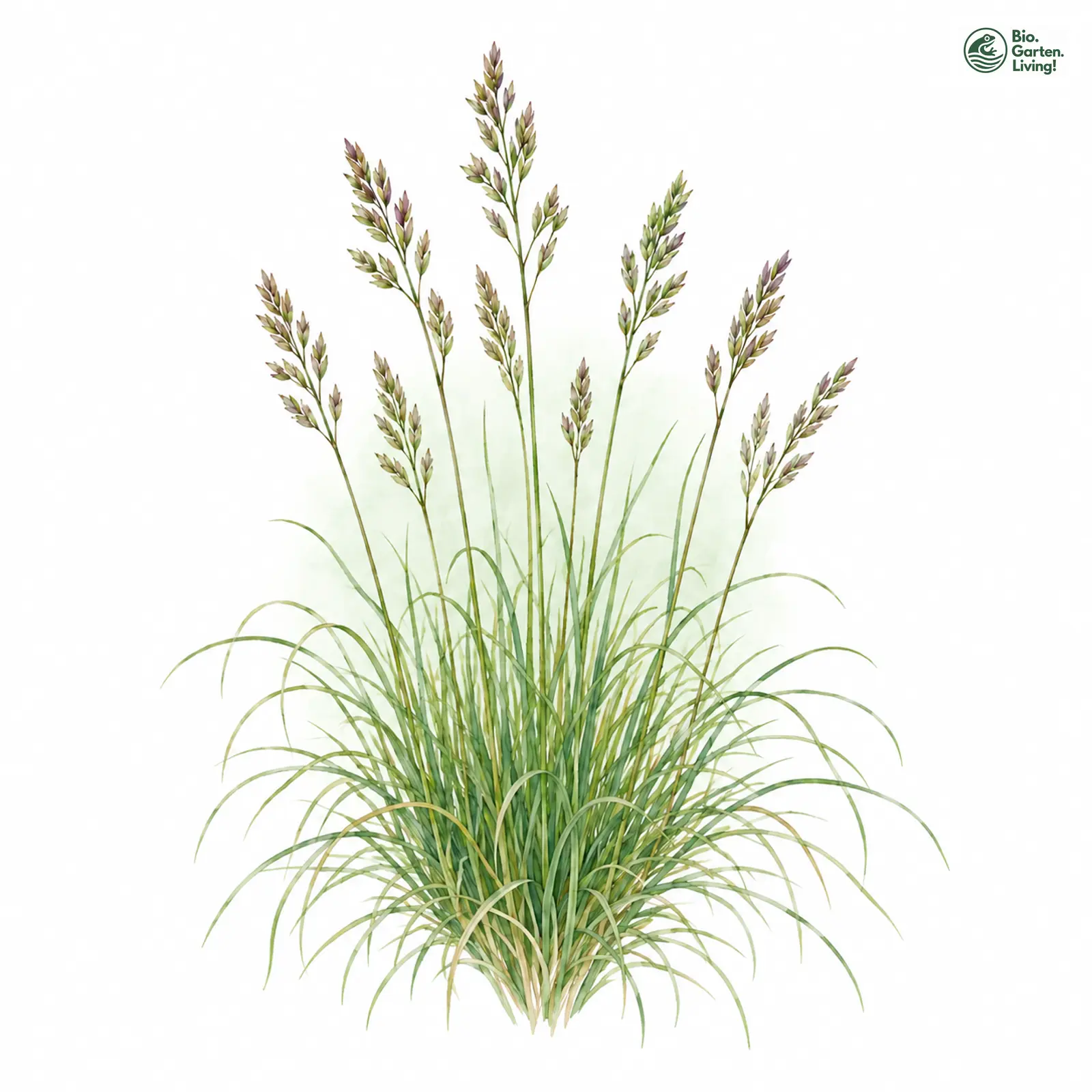 Aquarellzeichnung: Haar-Schwingel (Festuca filiformis)
