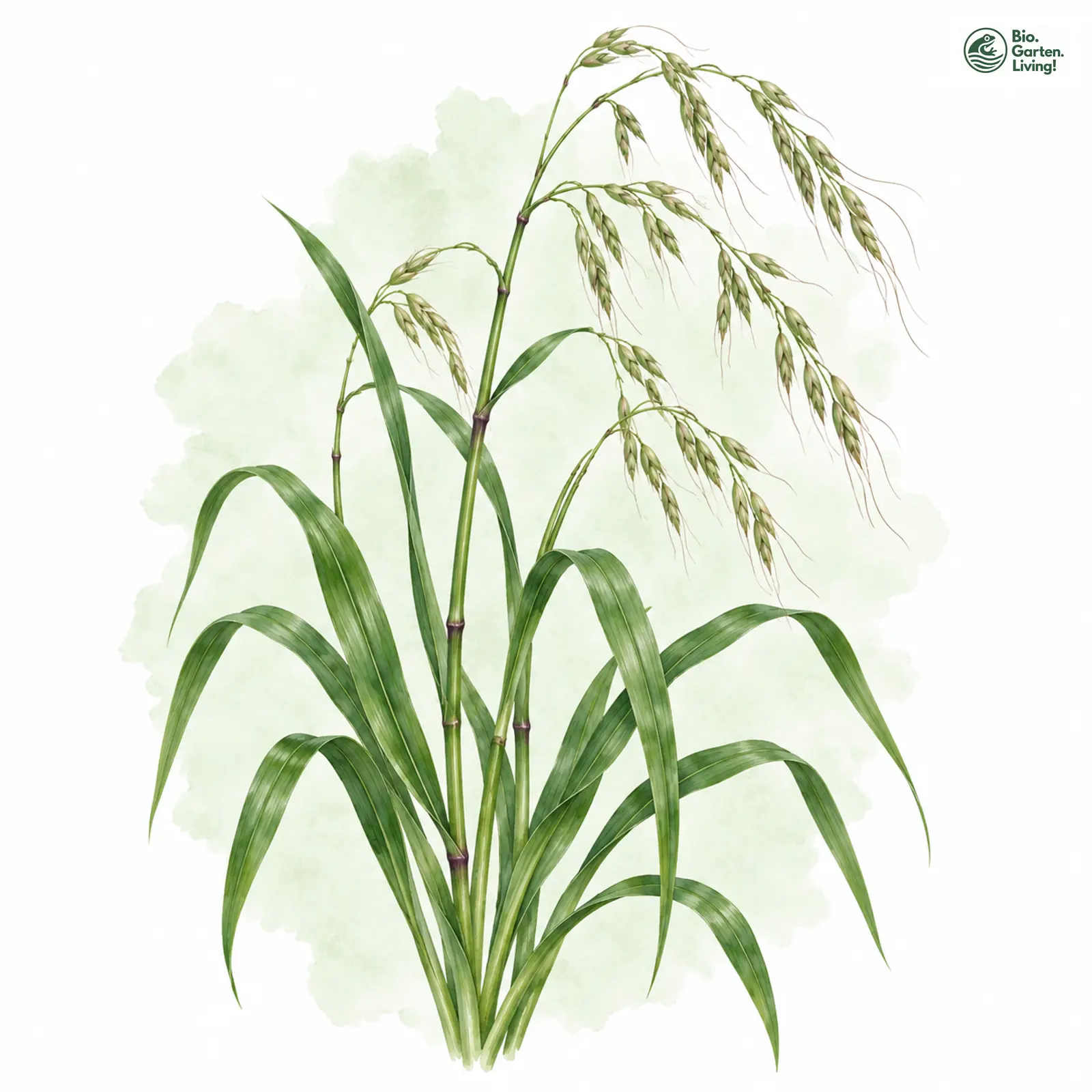 Aquarellzeichnung: Riesen-Schwingel (Festuca gigantea)