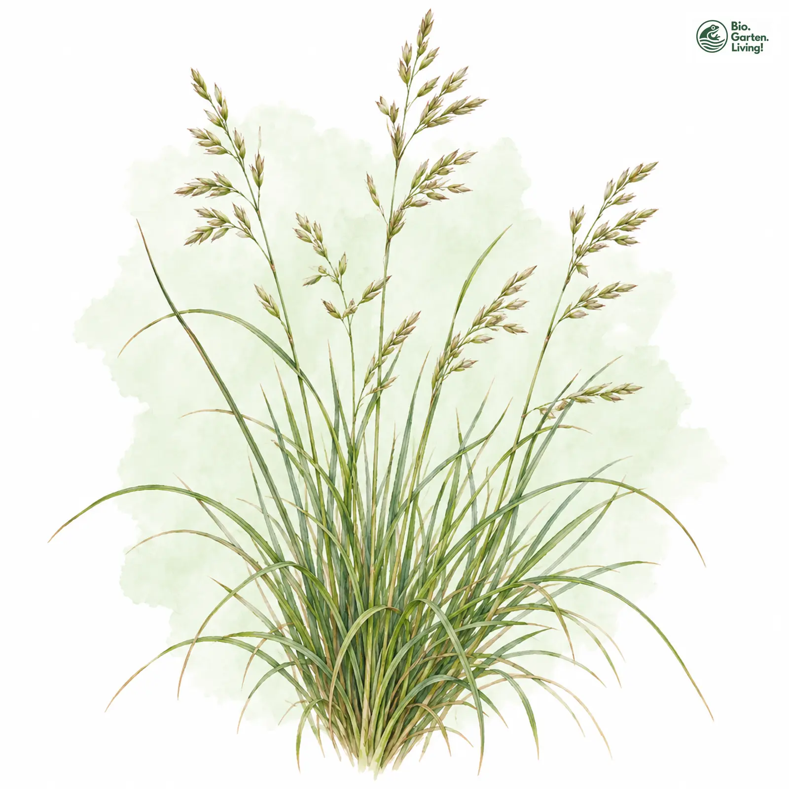 Aquarellzeichnung: Vielblütiger Schwingel (Festuca heteromalla)